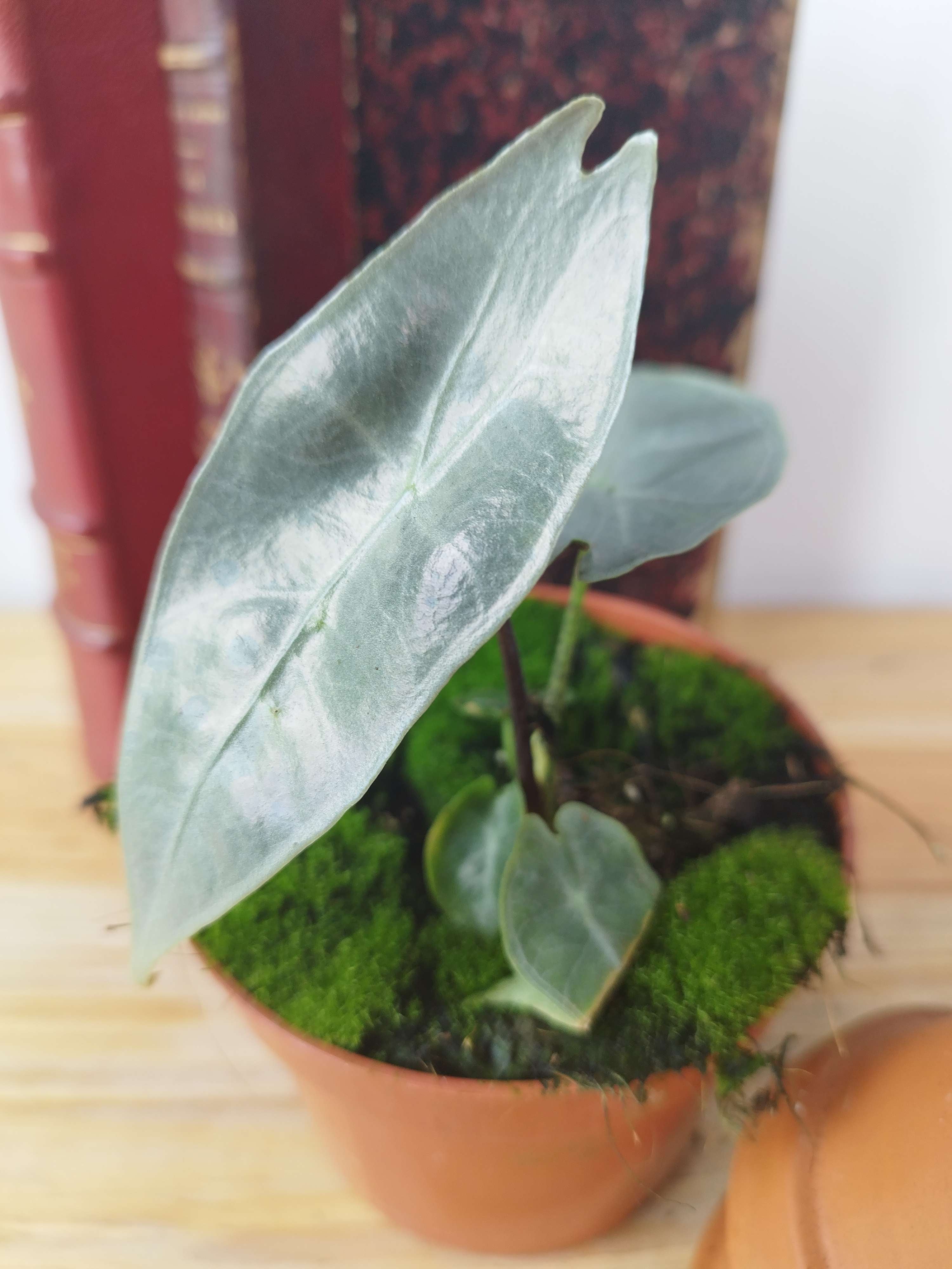 Alocasia longiloba Silver