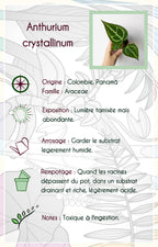 Anthurium crystallinum