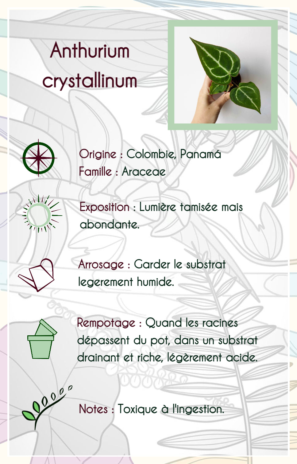 Anthurium crystallinum