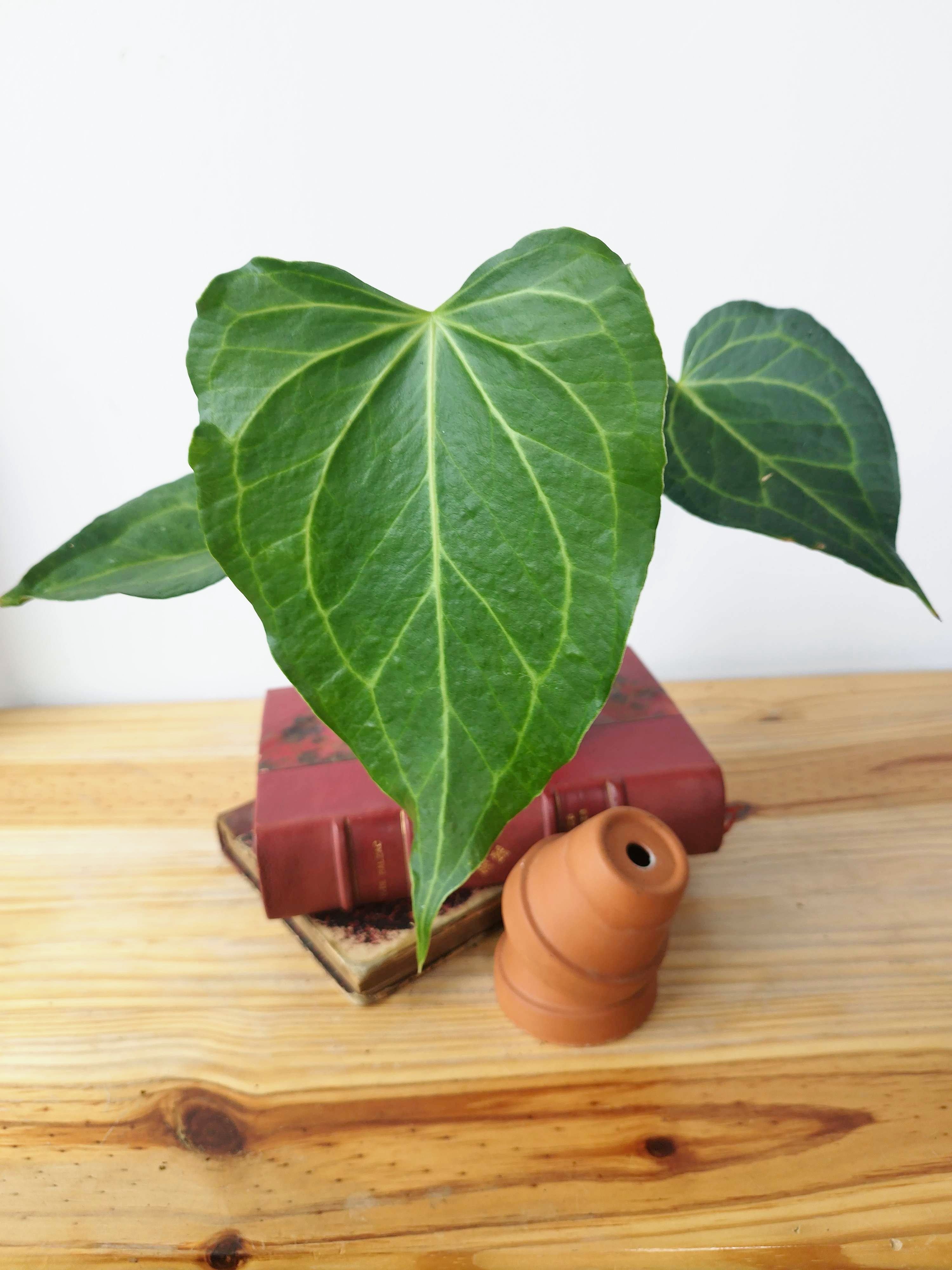 Anthurium 'Delta Force'