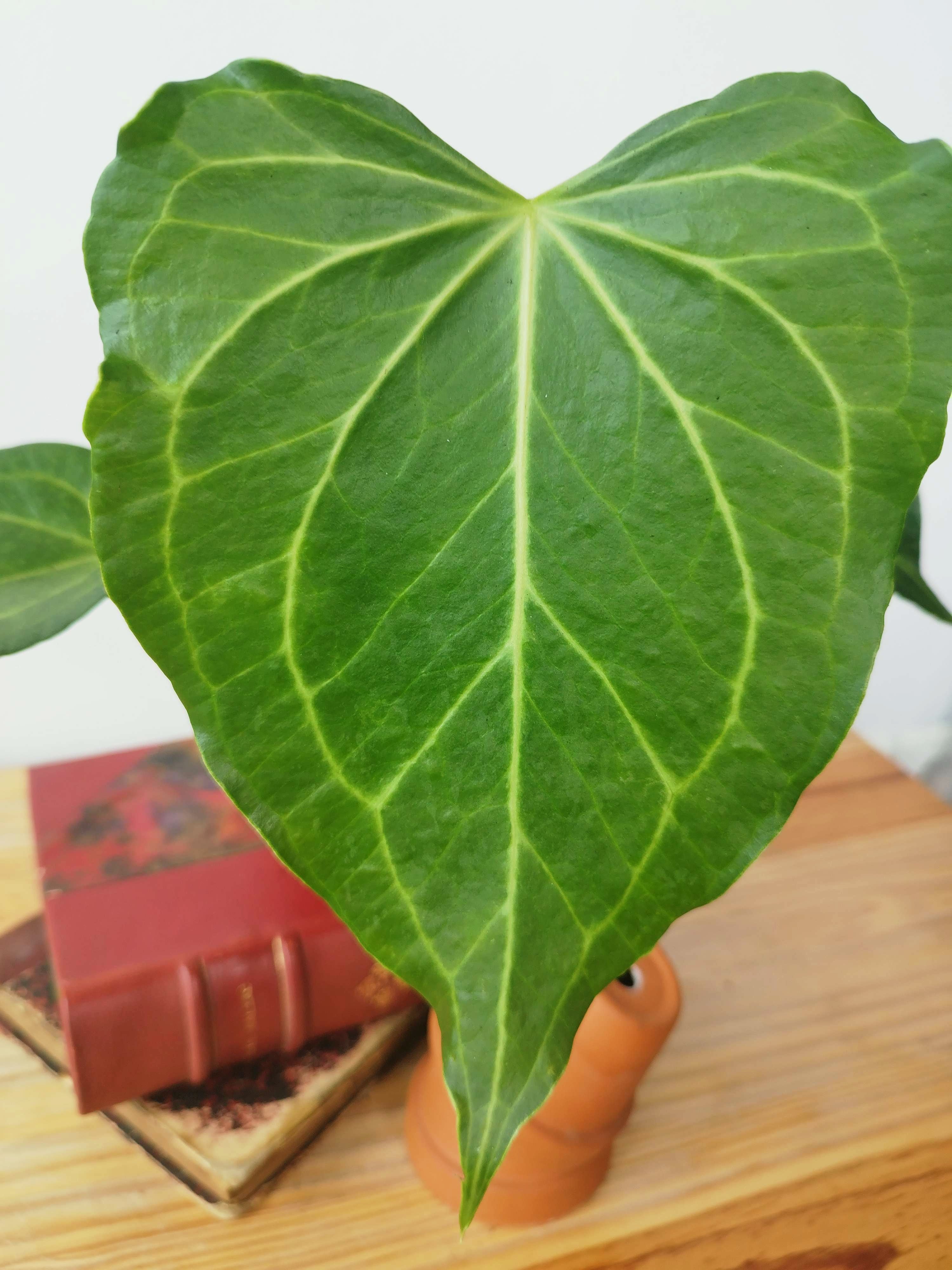 Anthurium 'Delta Force'