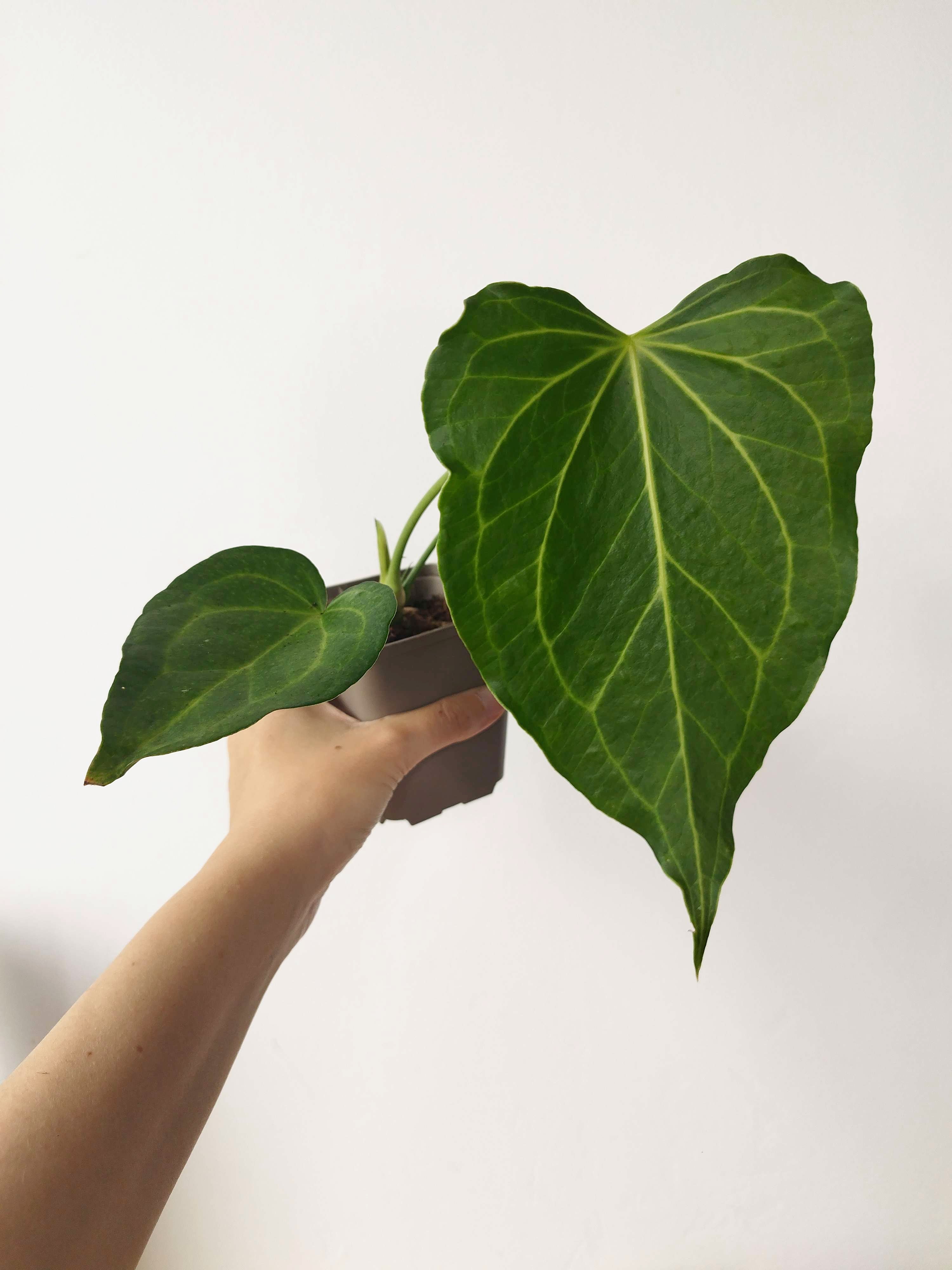 Anthurium 'Delta Force'