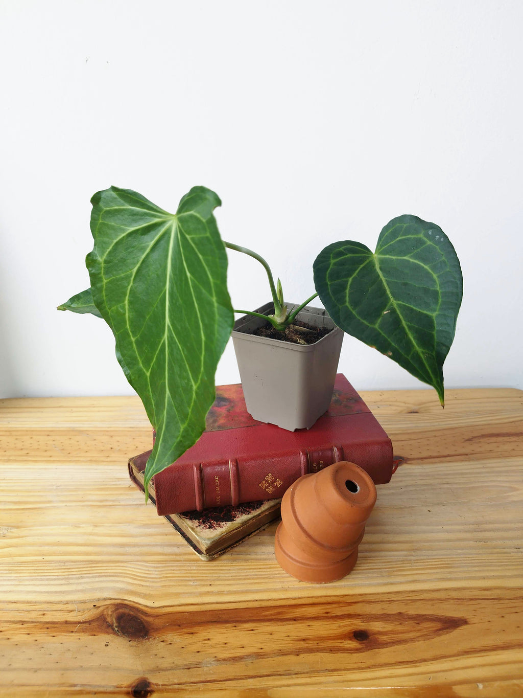 Anthurium 'Delta Force'