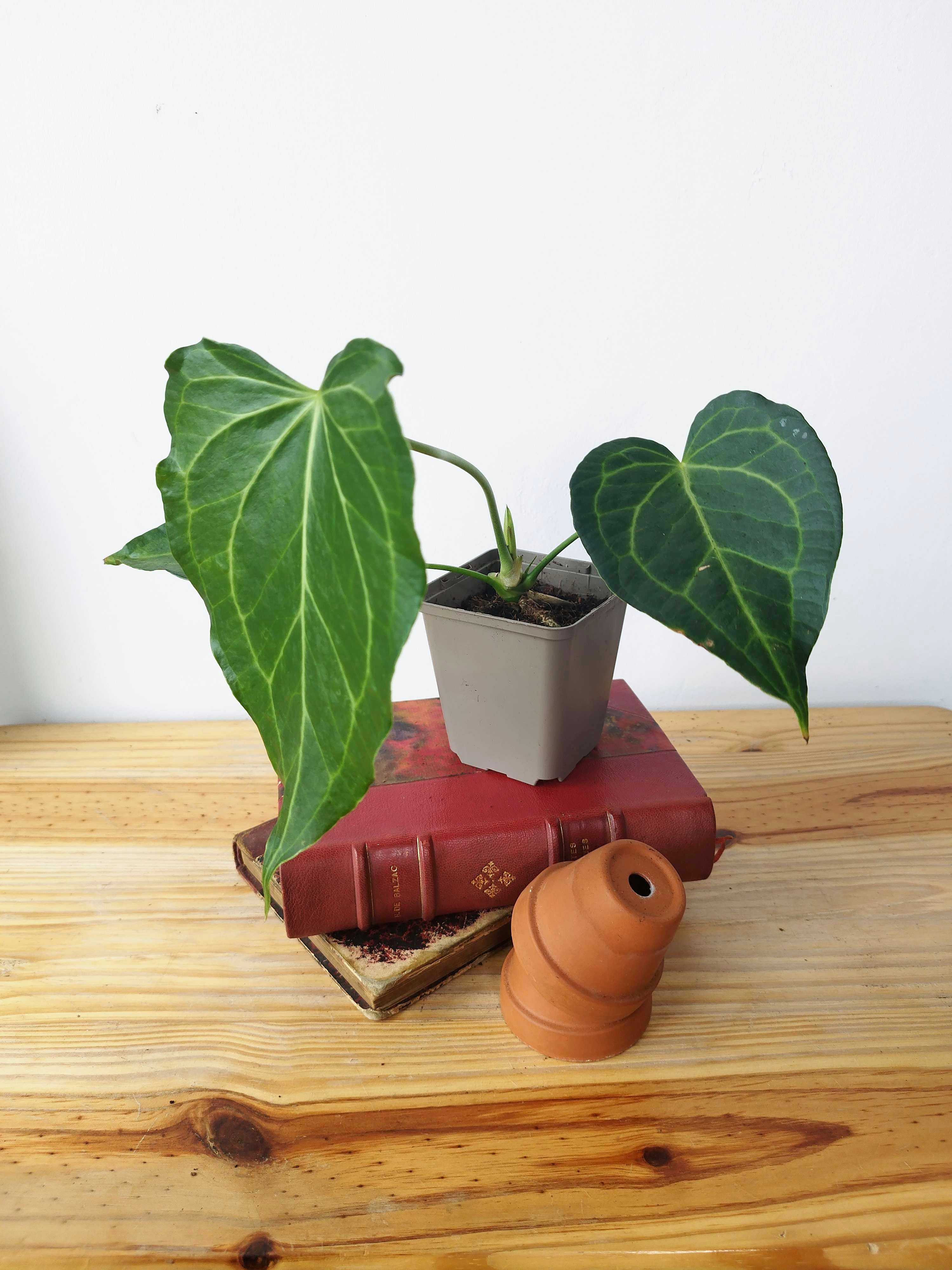 Anthurium 'Delta Force'