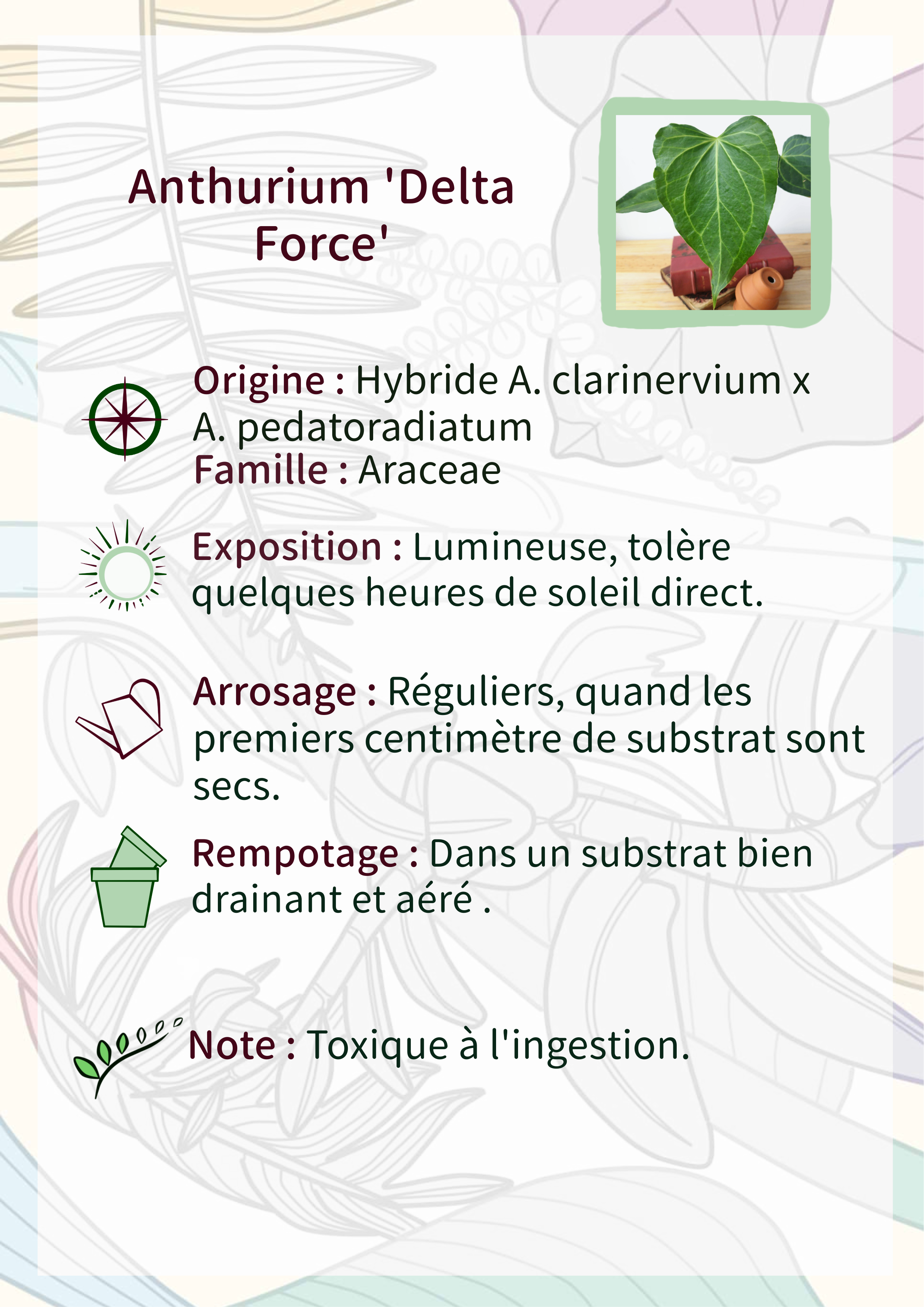 Anthurium 'Delta Force'