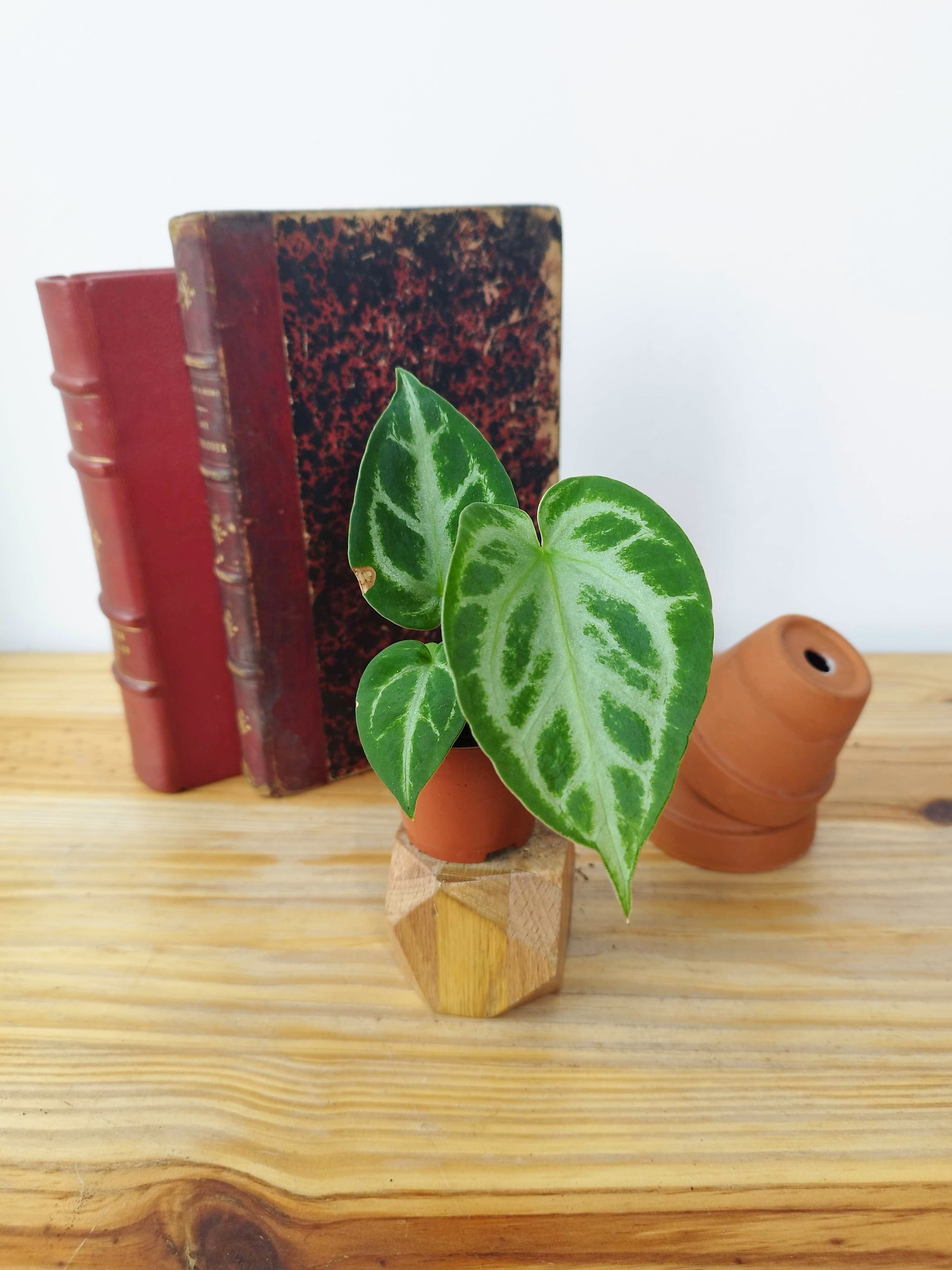 Anthurium crystallinum