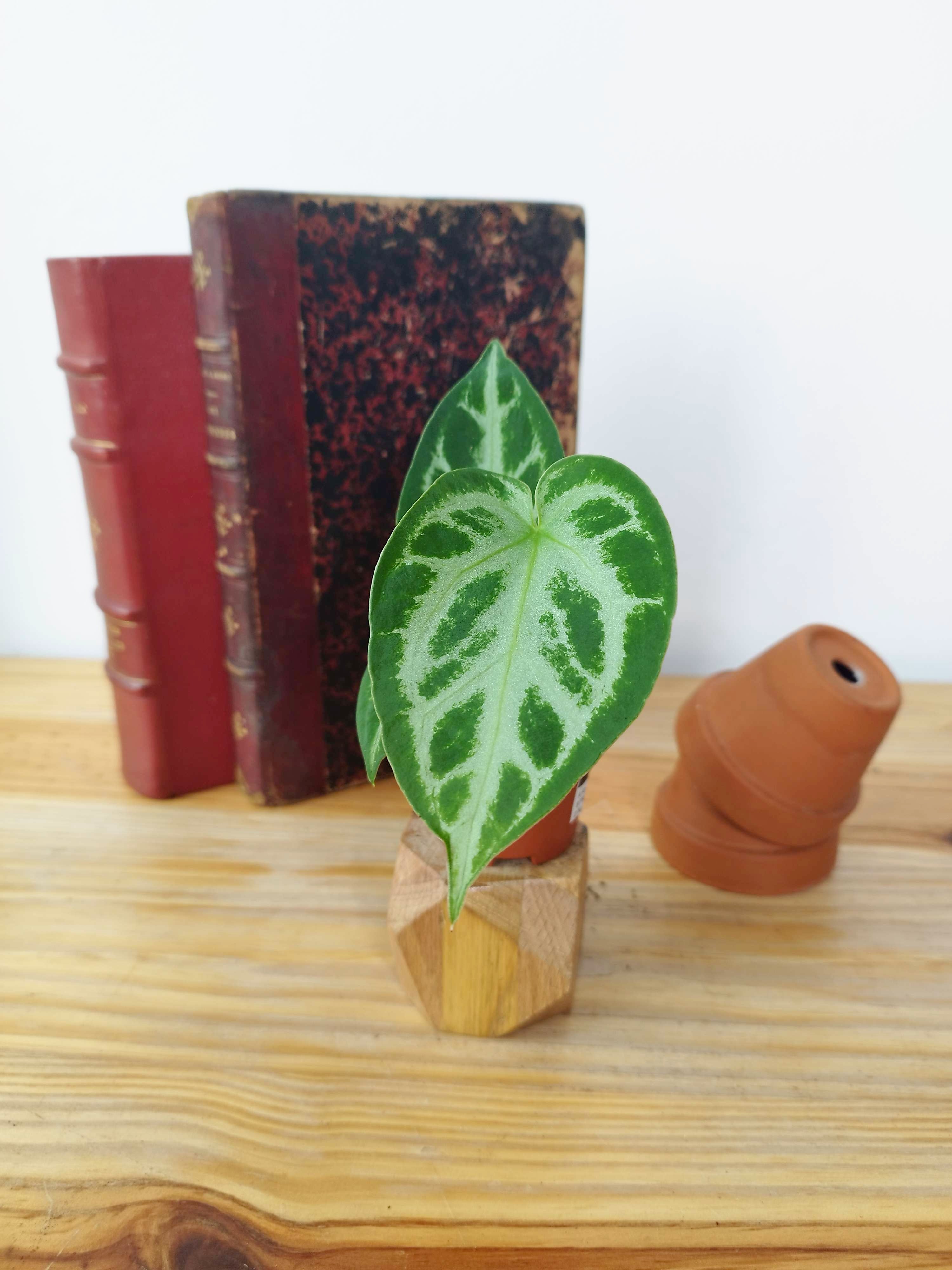 Anthurium crystallinum