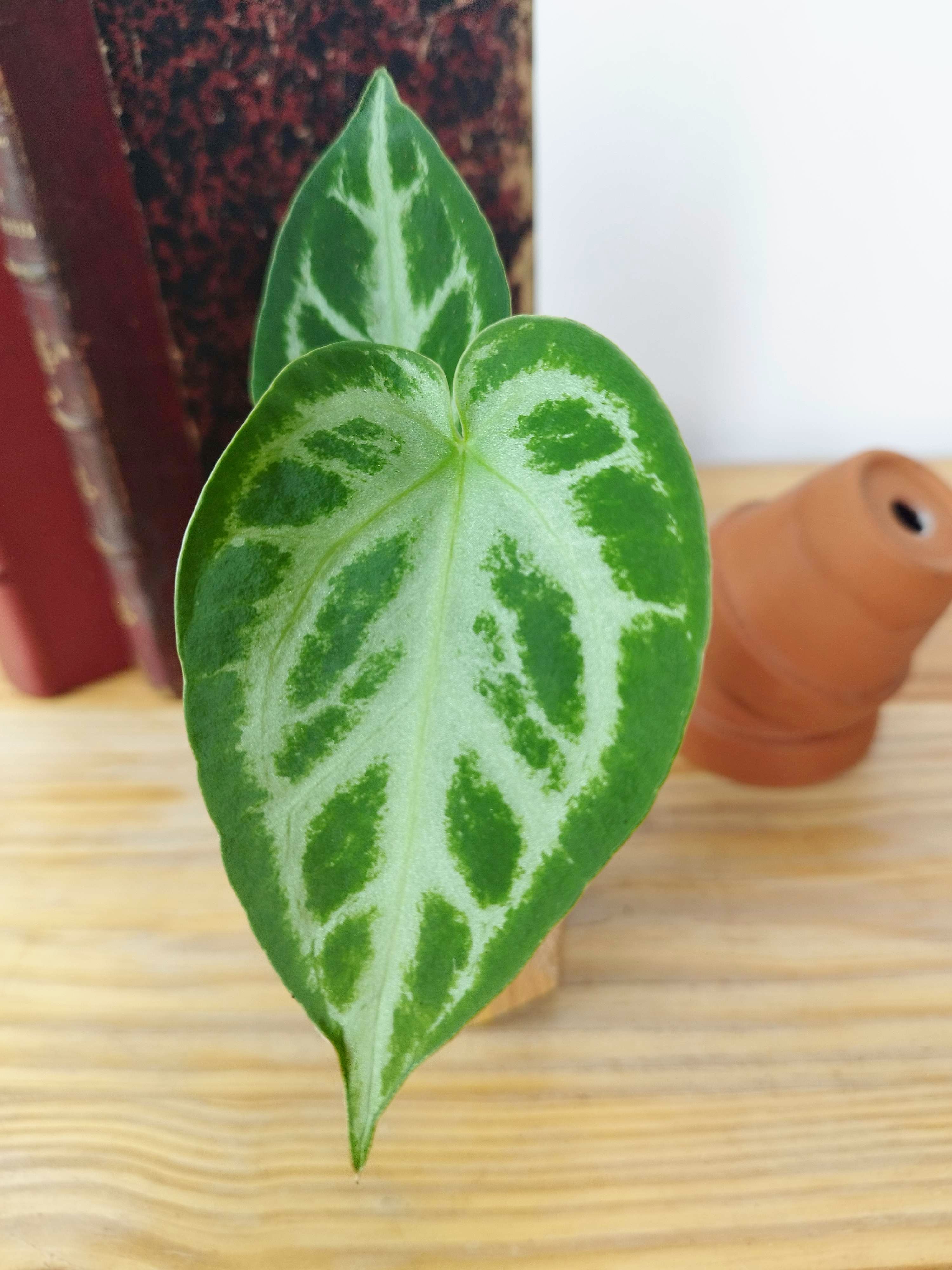 Anthurium crystallinum