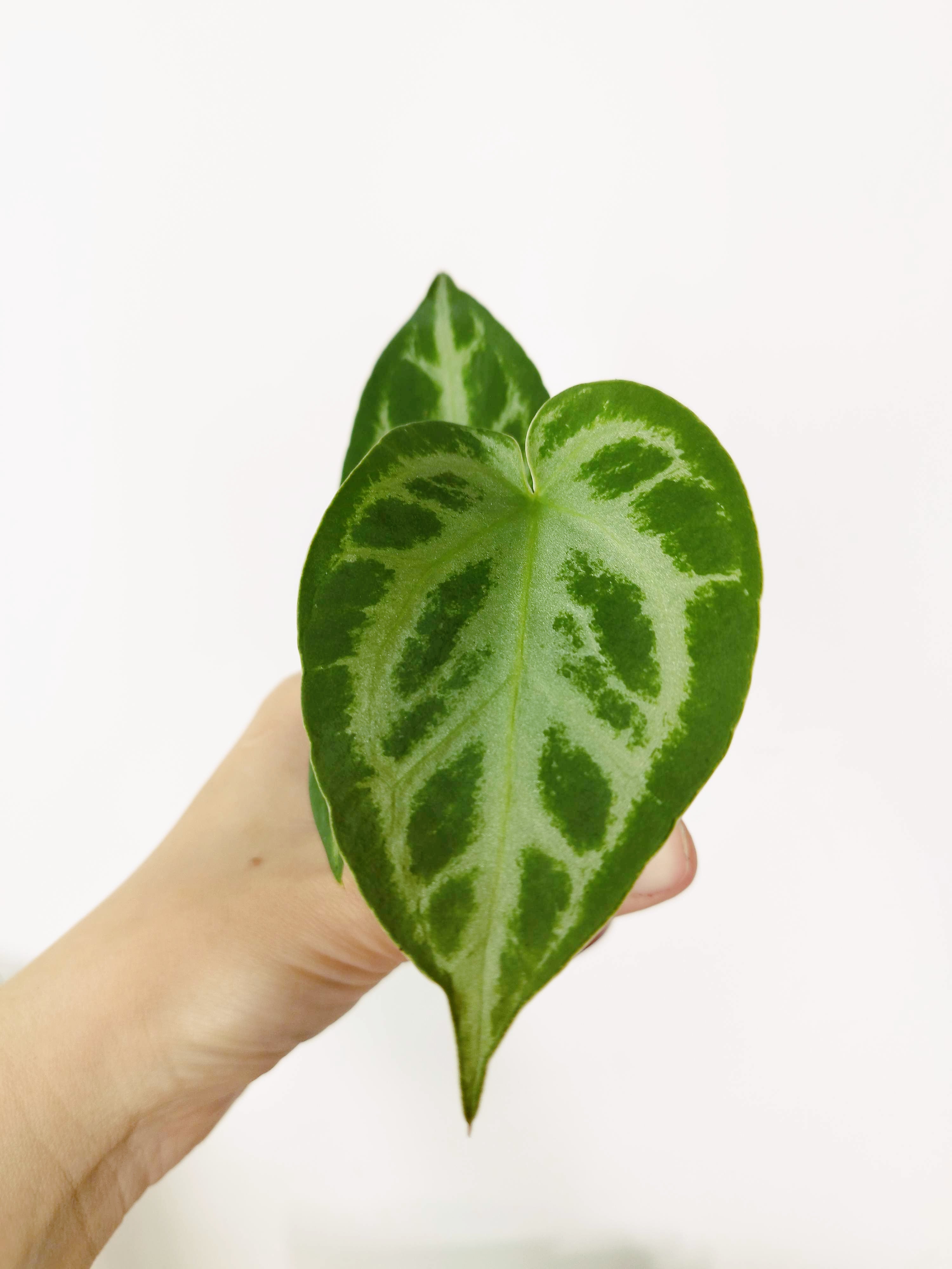 Anthurium crystallinum