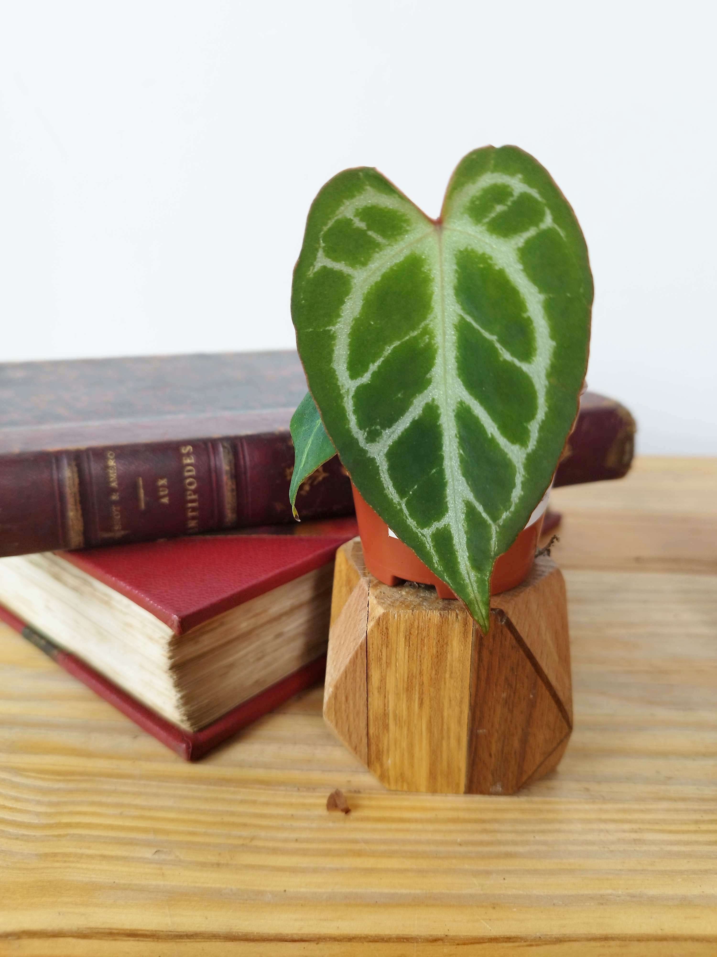 Anthurium magnificum