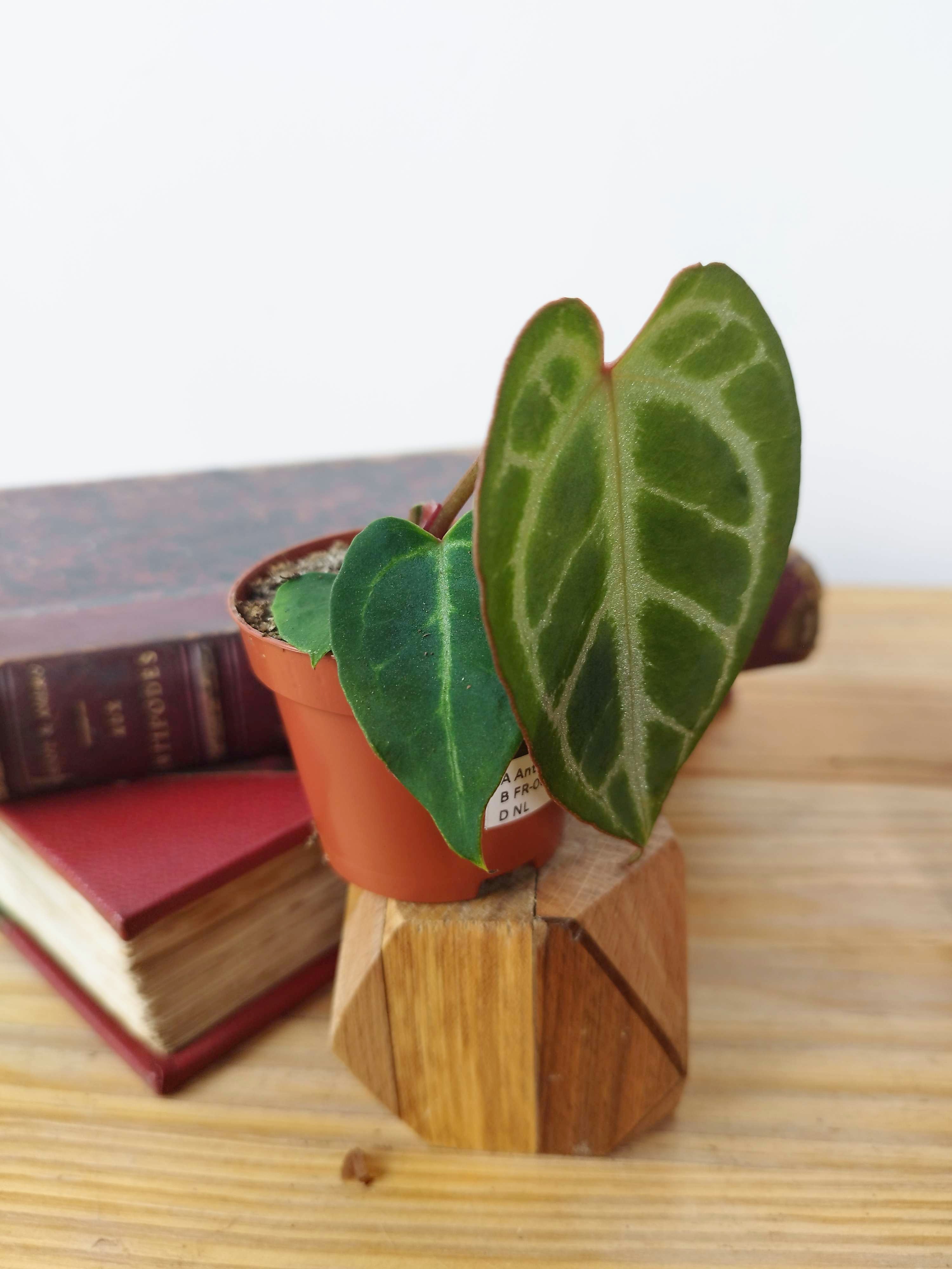 Anthurium magnificum