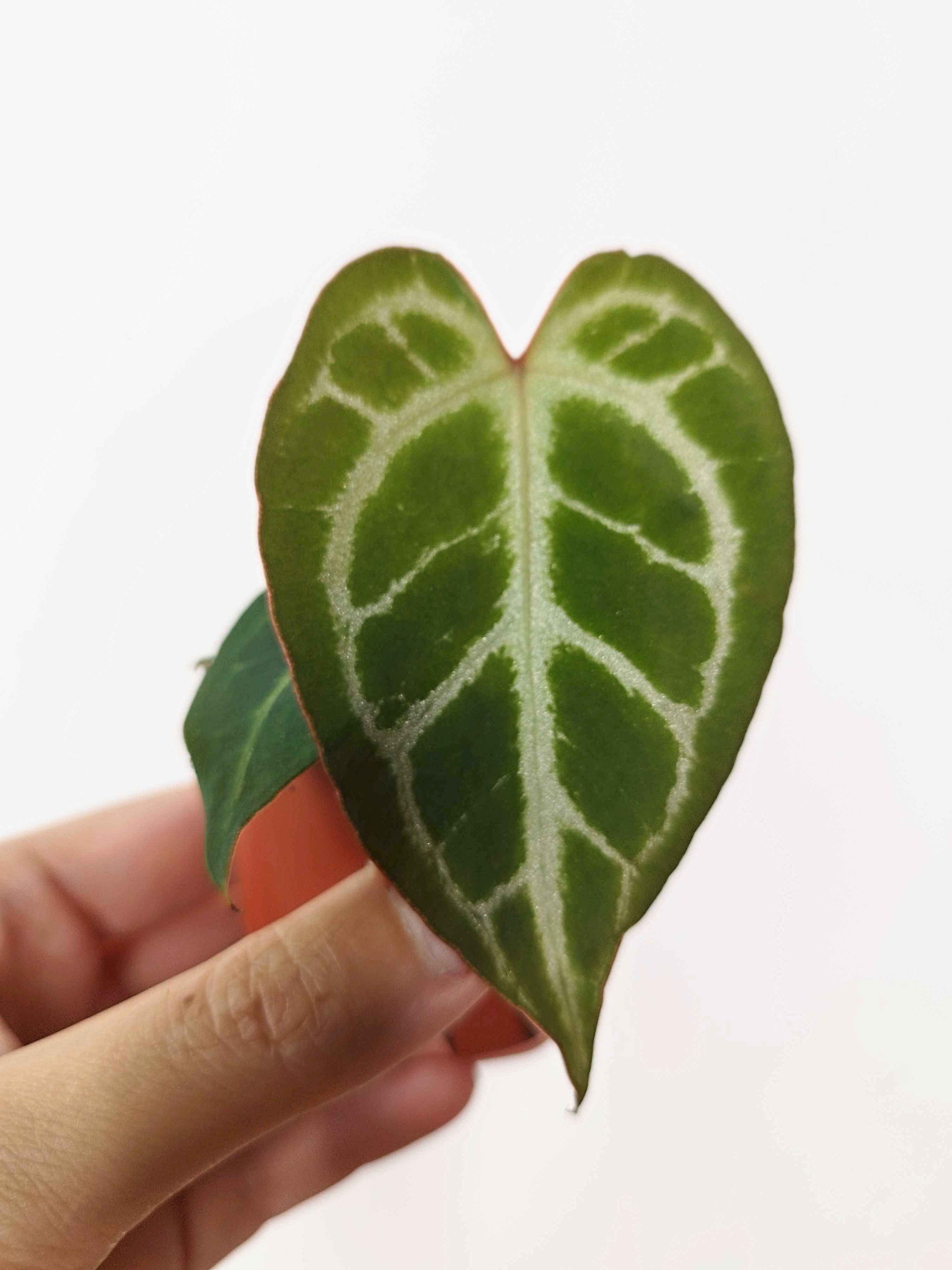 Anthurium magnificum