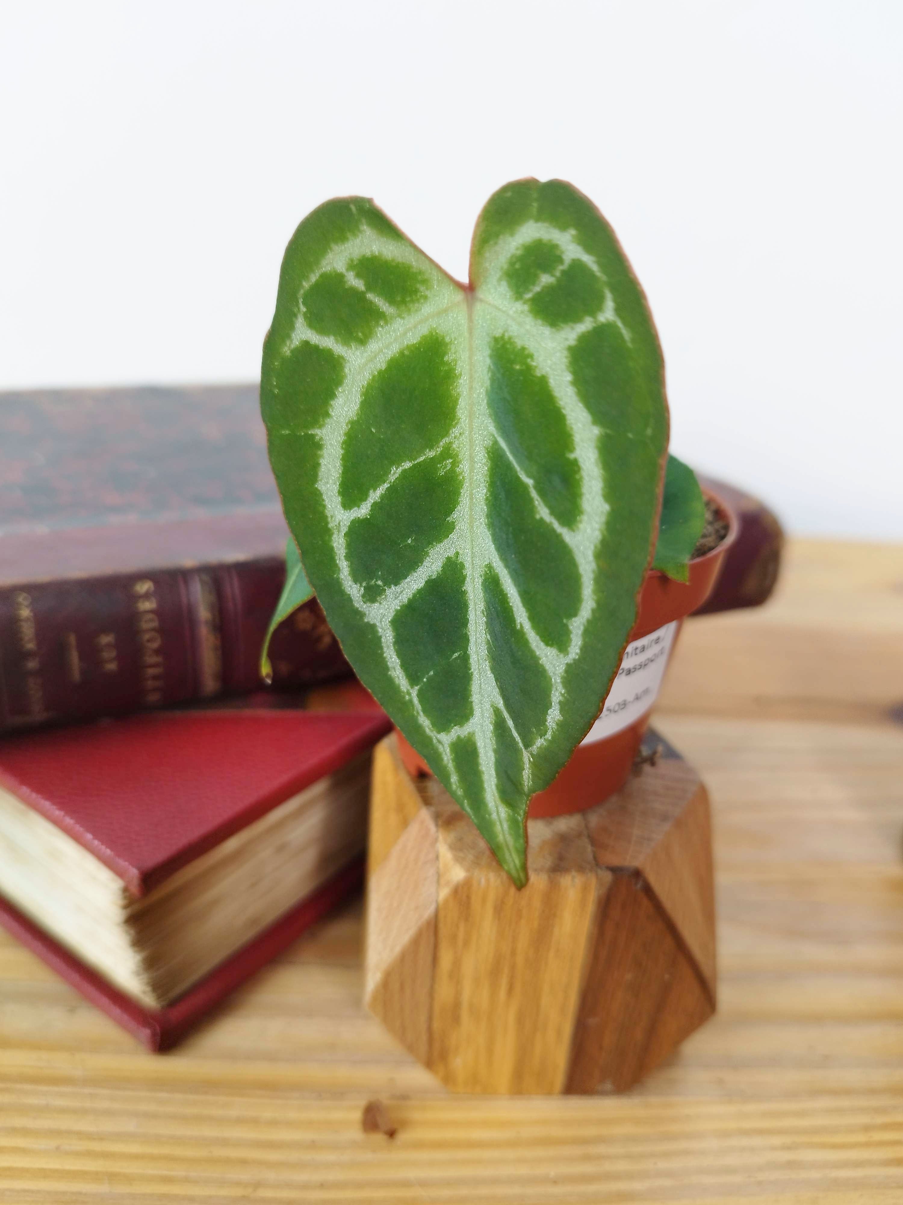 Anthurium magnificum