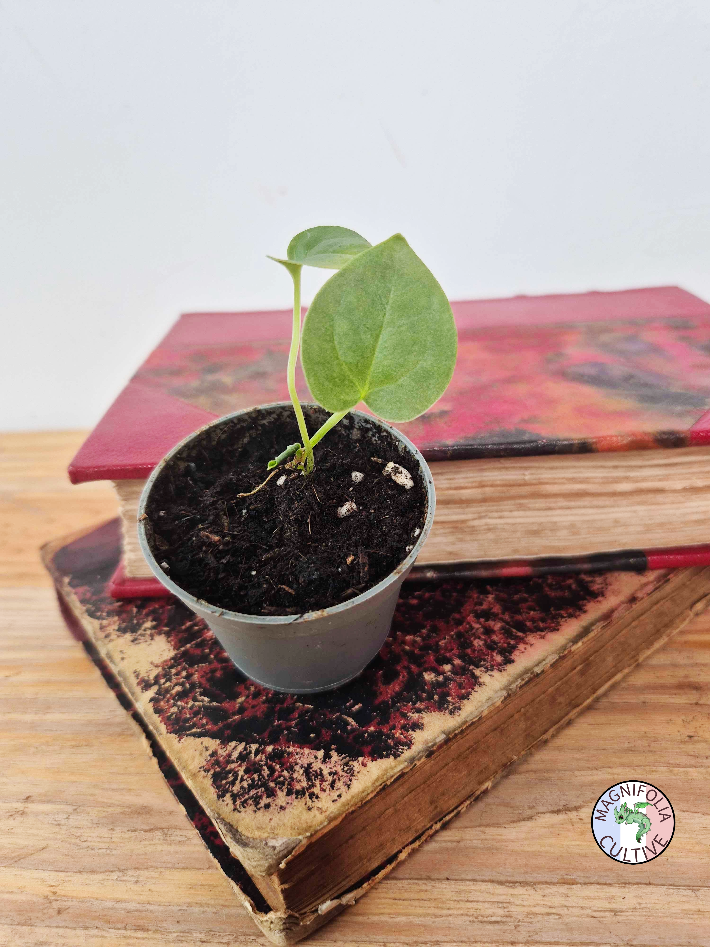 Anthurium papillilaminum x luxurians