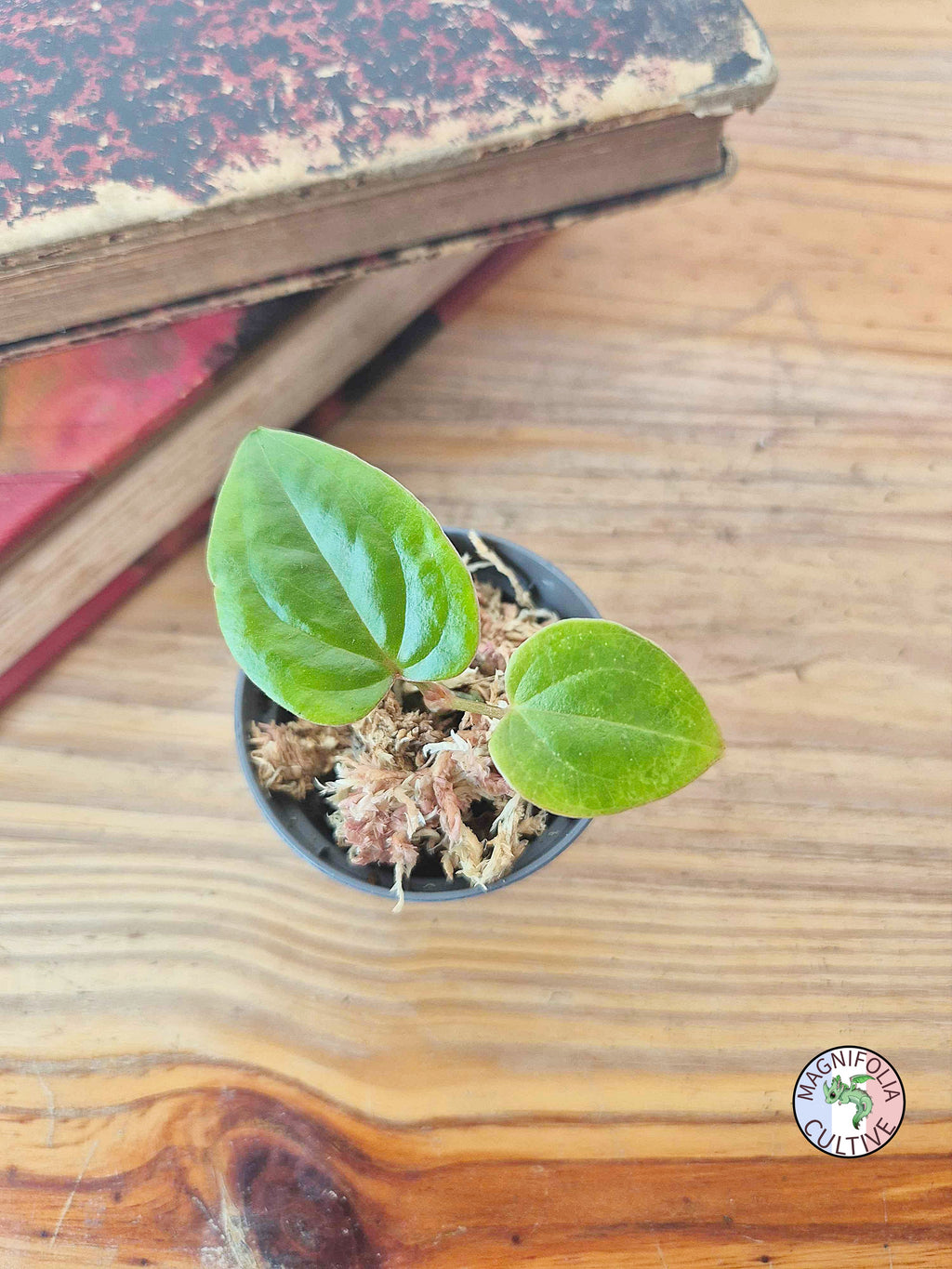 Anthurium papillilaminum x luxurians