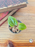 Anthurium papillilaminum x luxurians