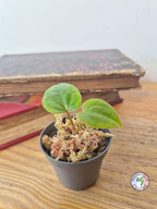 Anthurium papillilaminum x luxurians