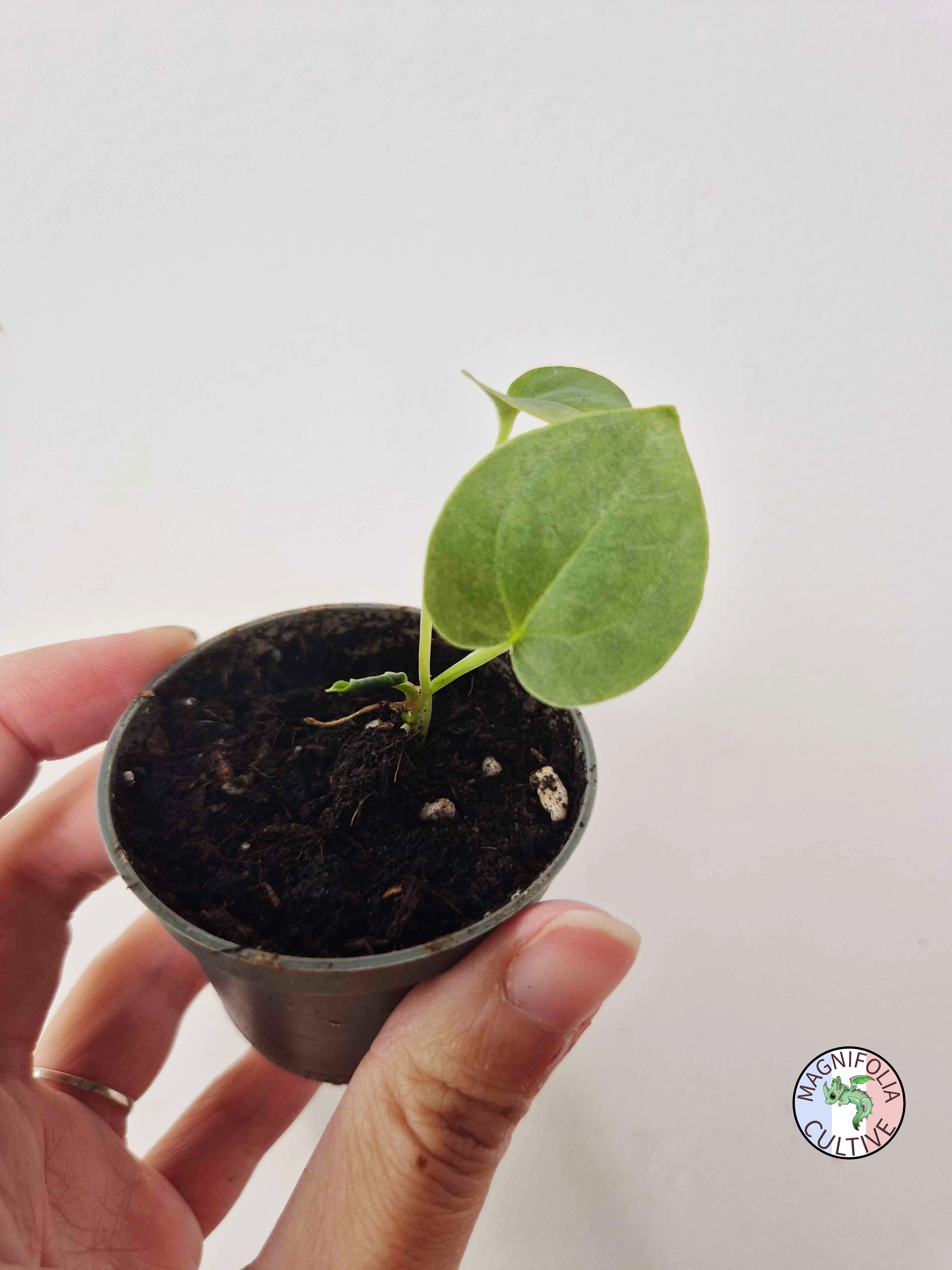 Anthurium papillilaminum x luxurians