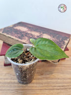Anthurium papillilaminum x luxurians