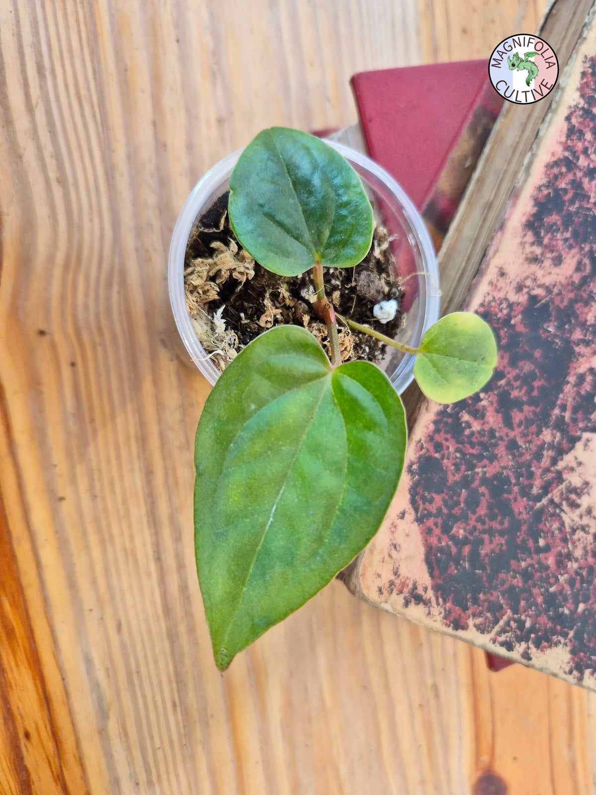 Anthurium papillilaminum x luxurians