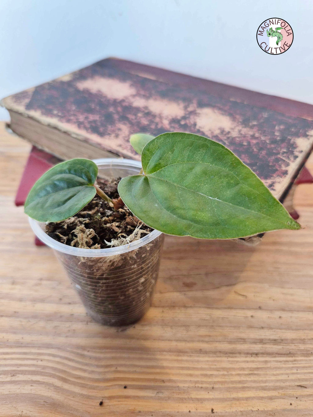Anthurium papillilaminum x luxurians