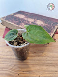 Anthurium papillilaminum x luxurians