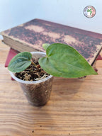 Anthurium papillilaminum x luxurians