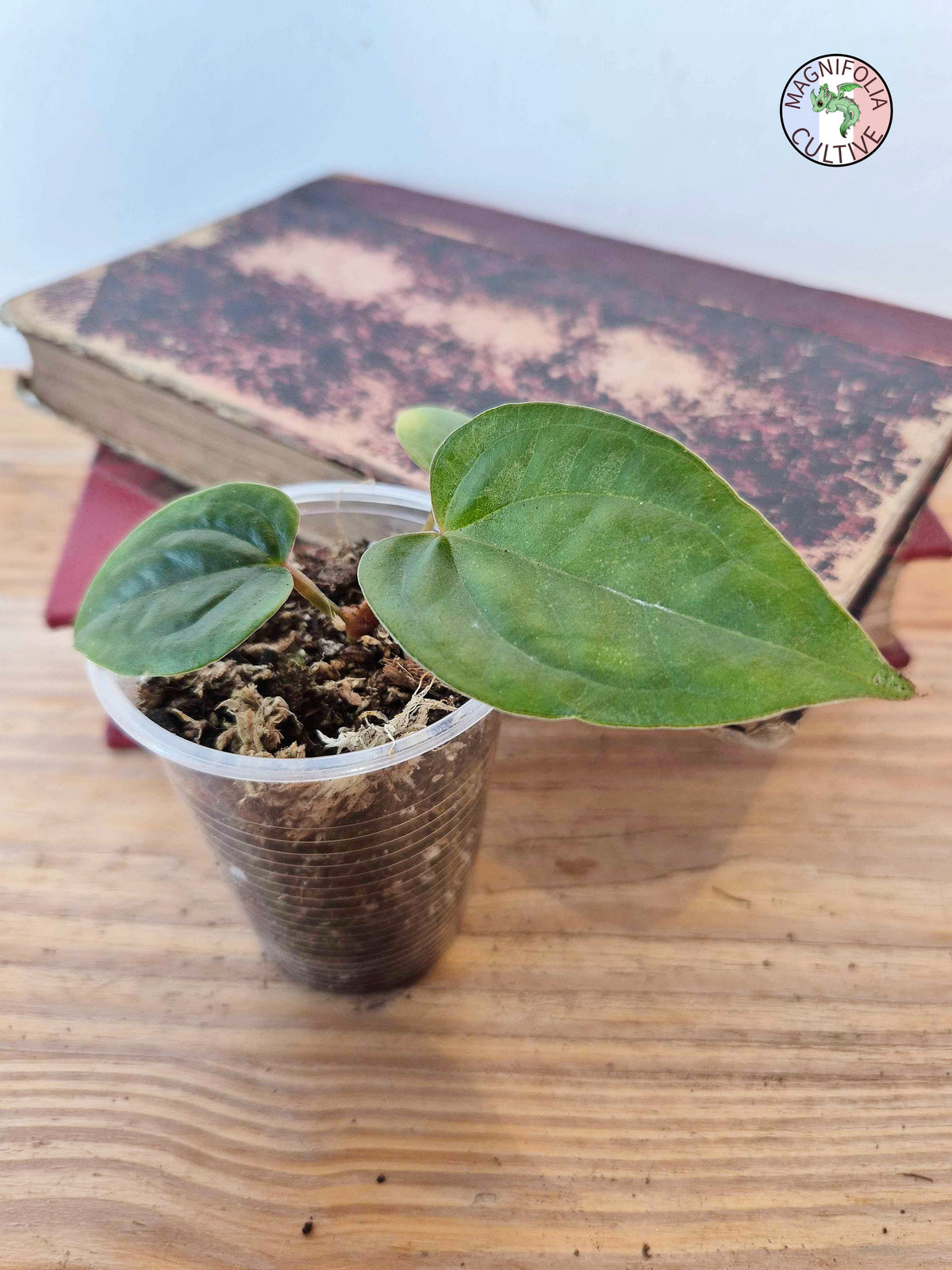Anthurium papillilaminum x luxurians