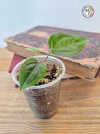 Anthurium papillilaminum x luxurians