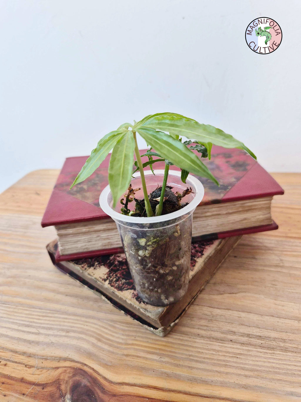 Anthurium polyschistum