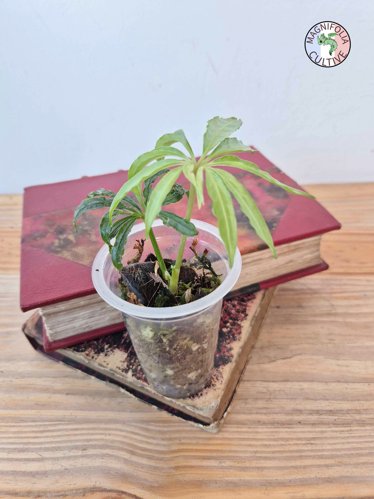 Anthurium polyschistum