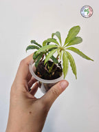 Anthurium polyschistum