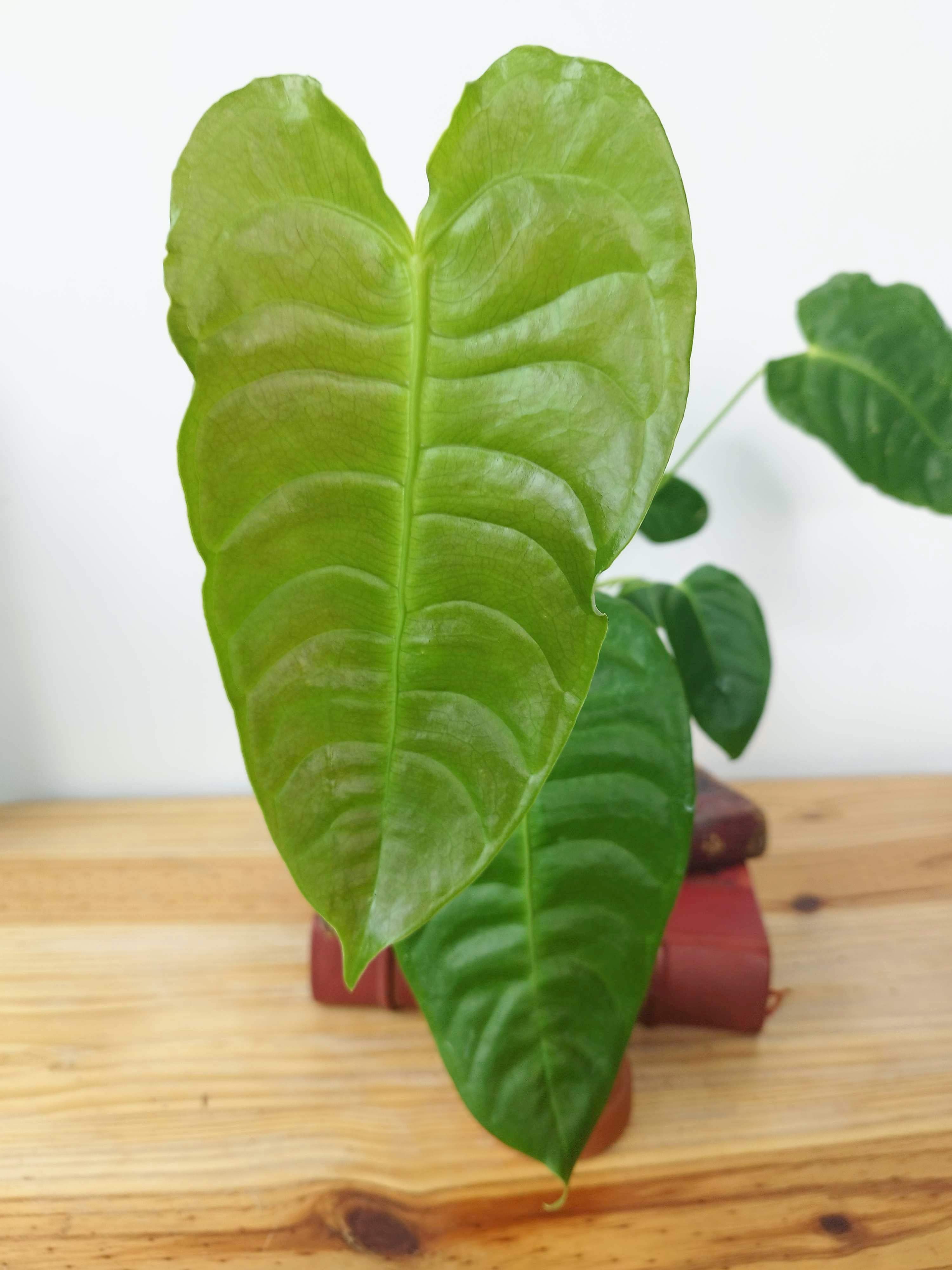 Anthurium veitchii