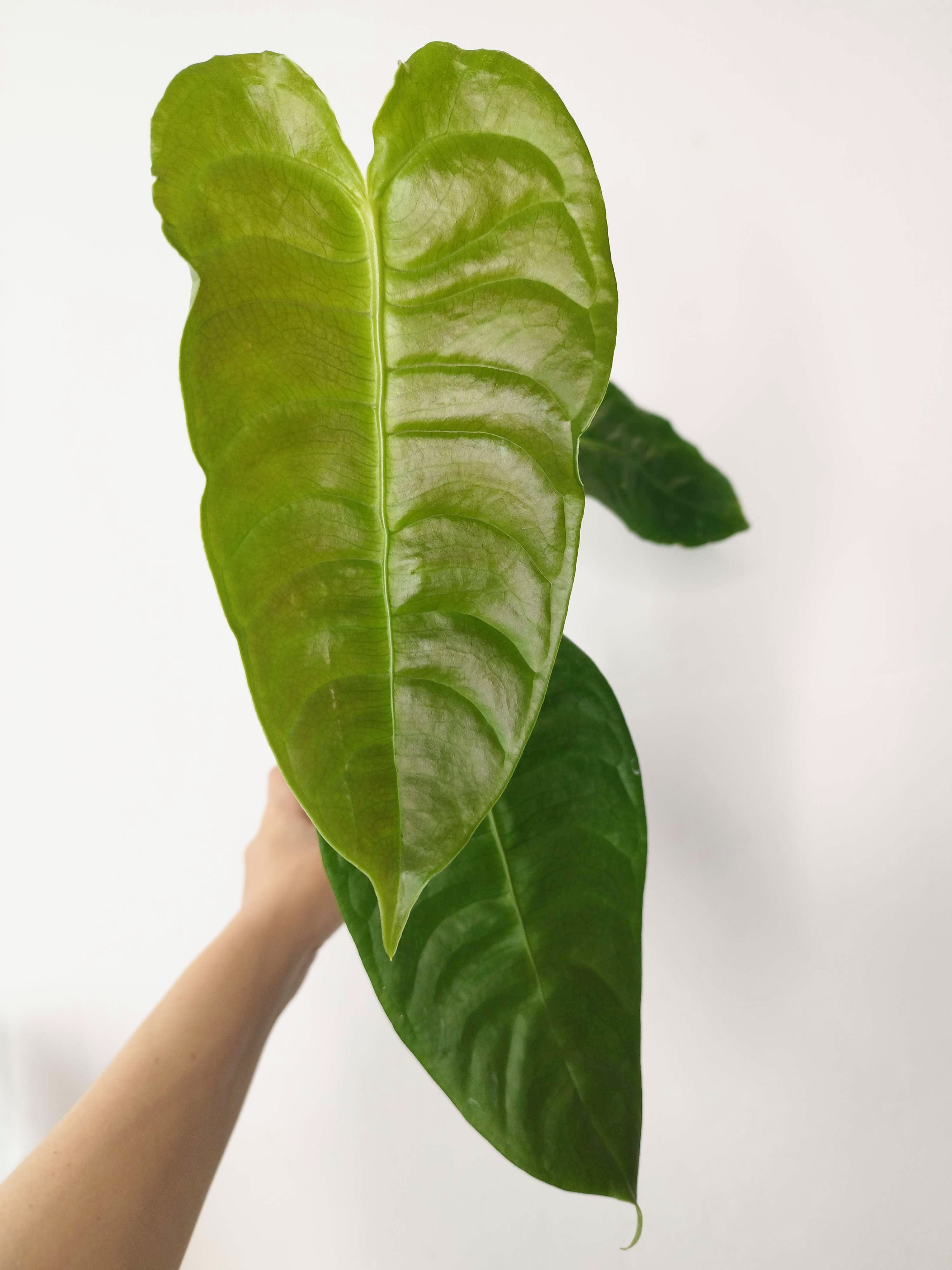 Anthurium veitchii