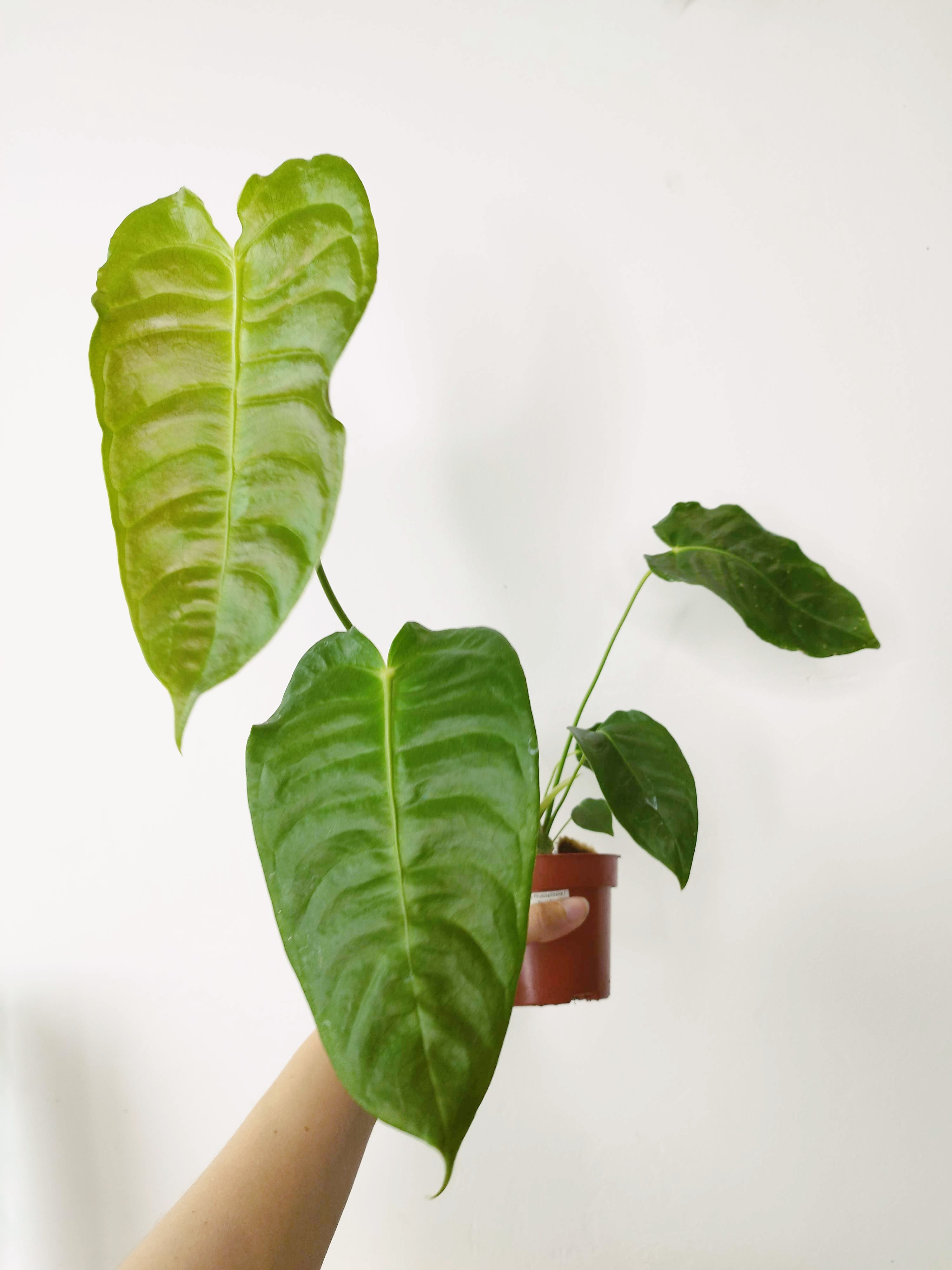 Anthurium veitchii