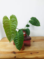 Anthurium veitchii