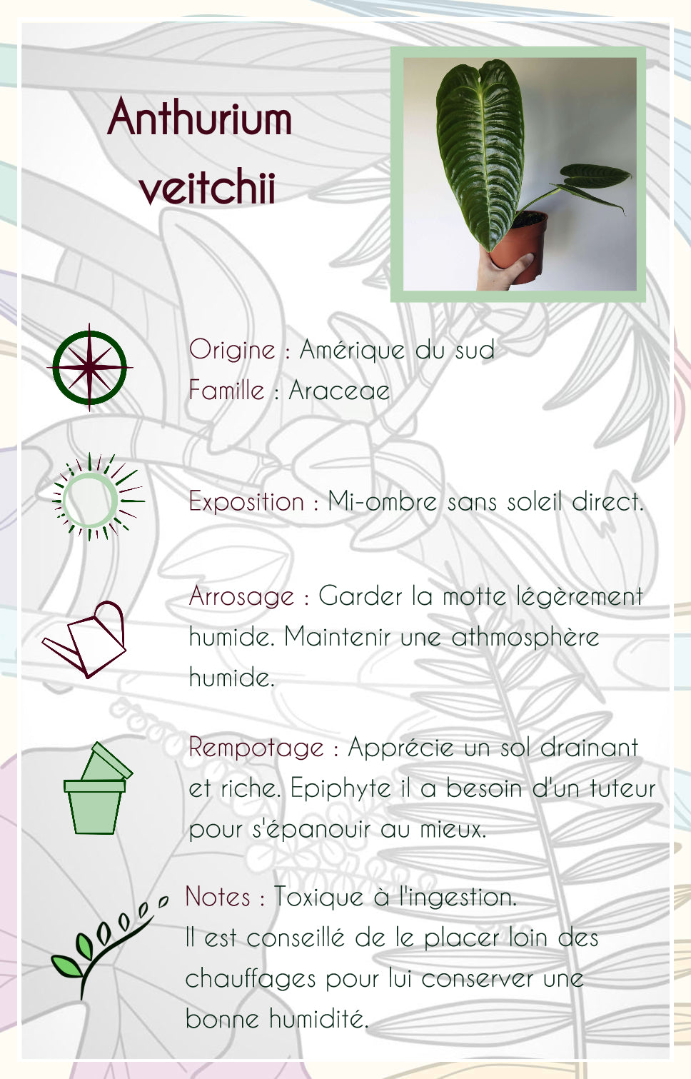 Anthurium veitchii