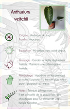 Anthurium veitchii