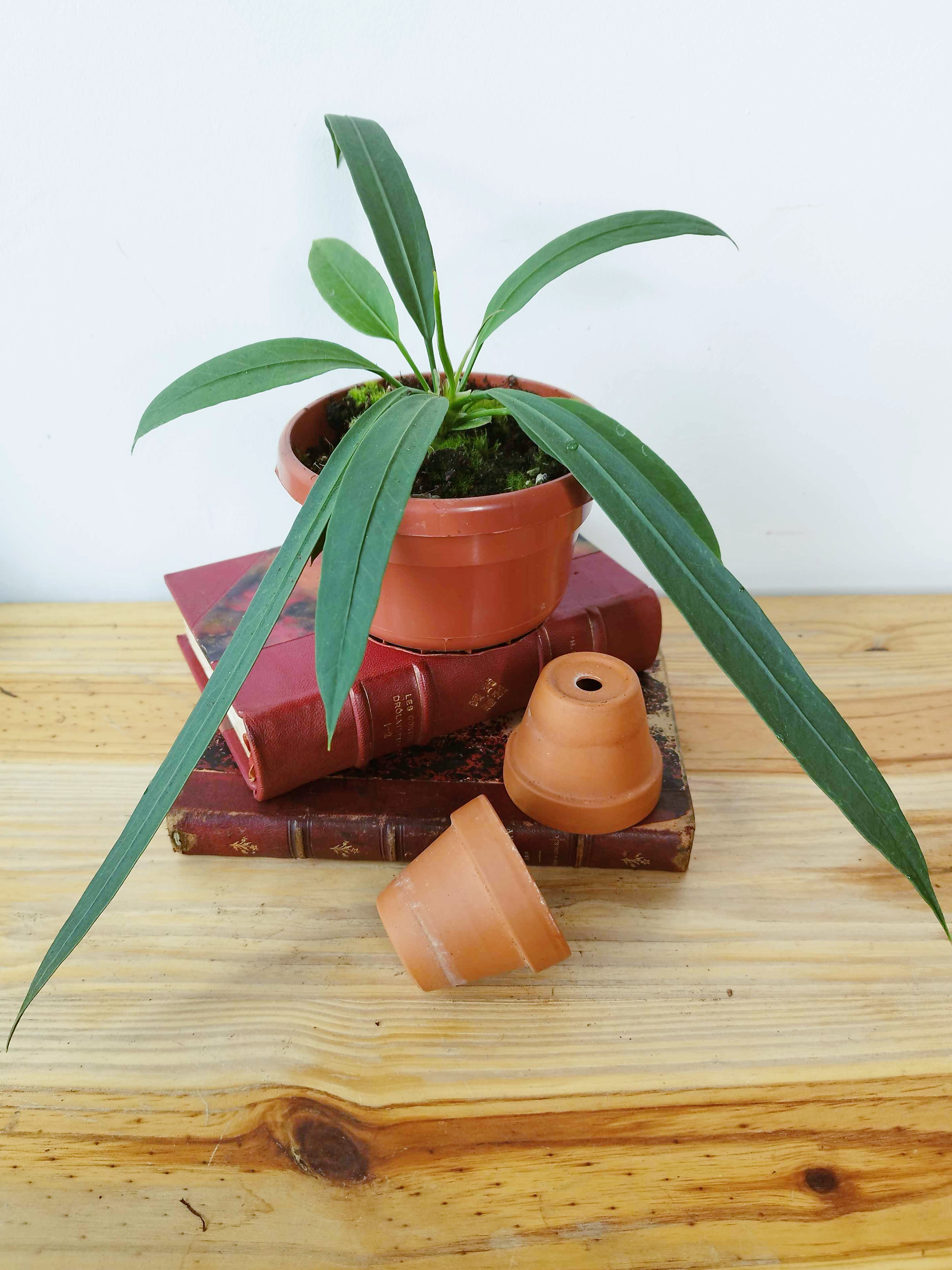 Anthurium vittariifolium