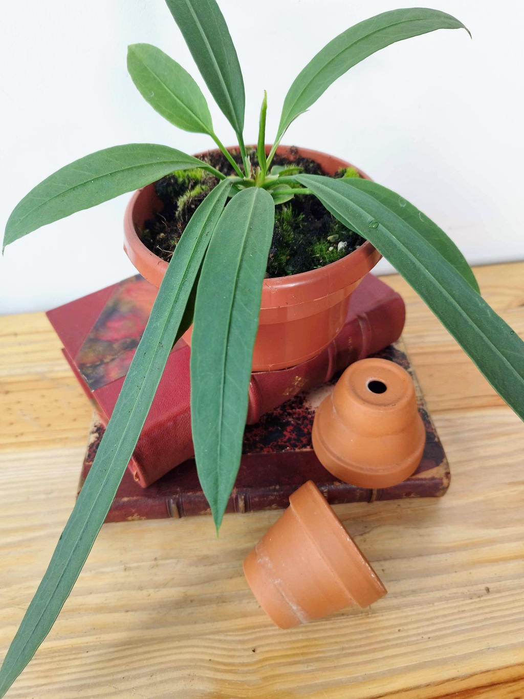 Anthurium vittariifolium