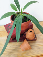 Anthurium vittariifolium