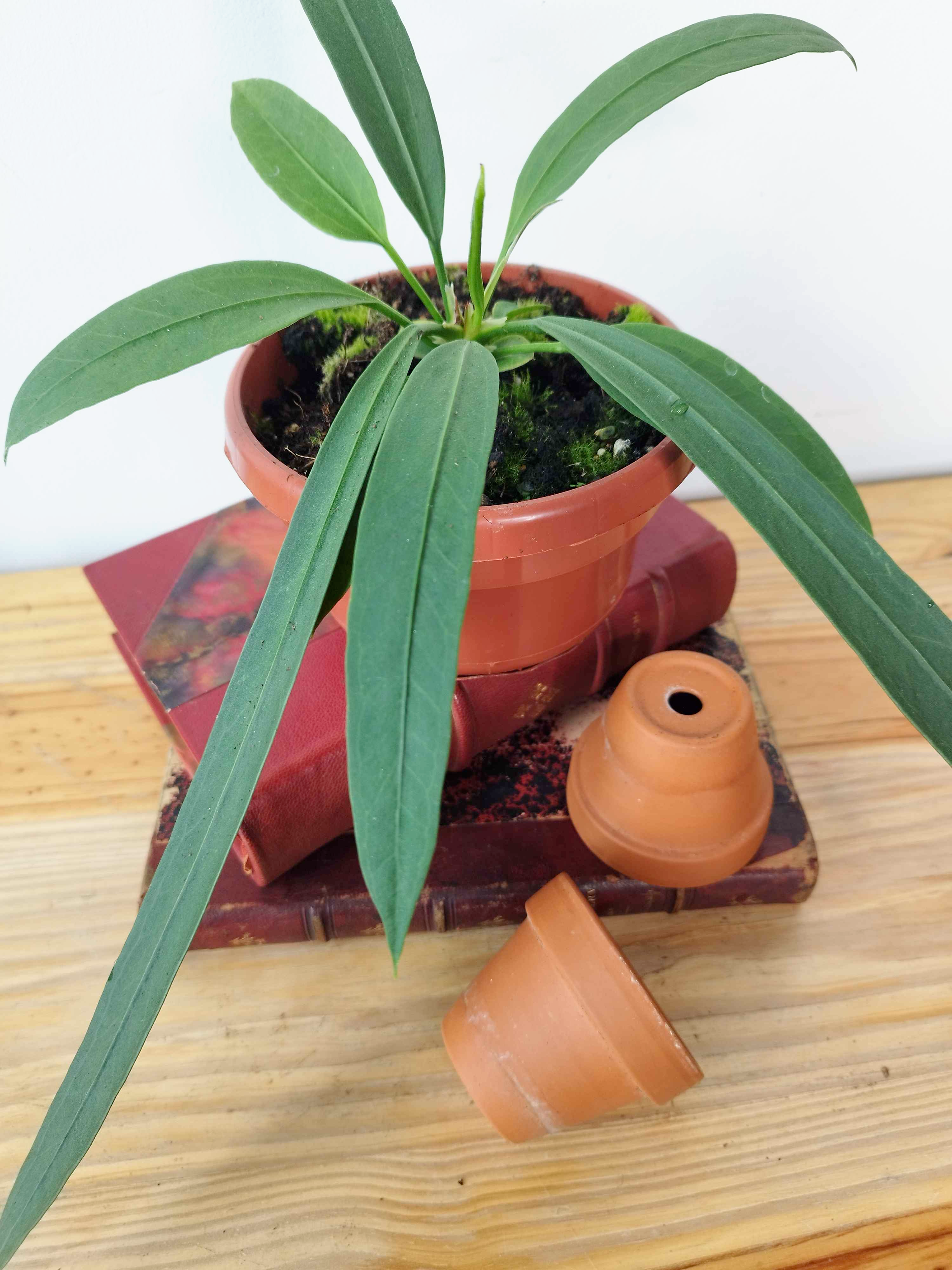 Anthurium vittariifolium