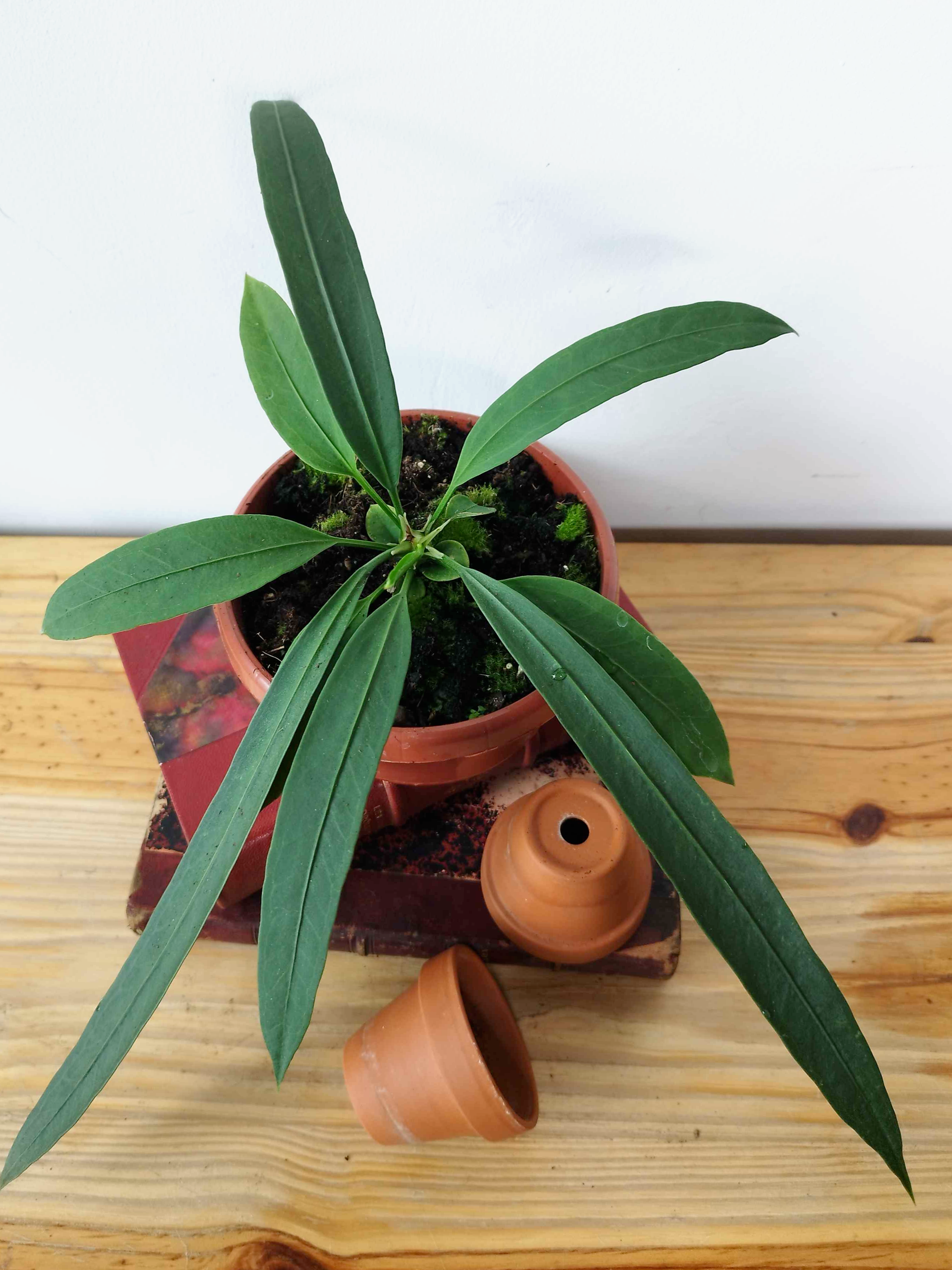 Anthurium vittariifolium