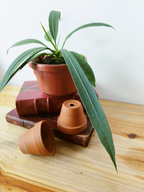 Anthurium vittariifolium