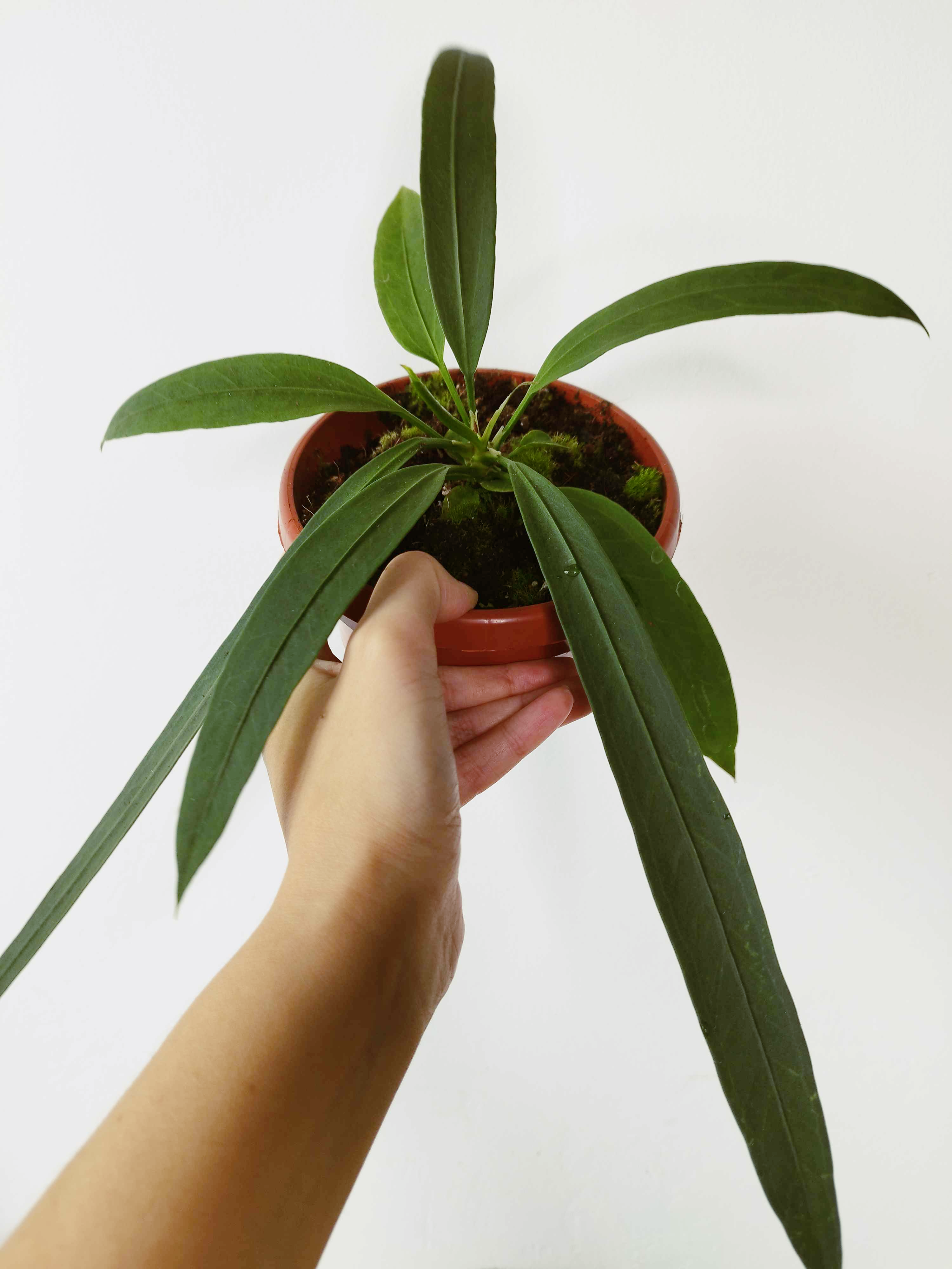 Anthurium vittariifolium
