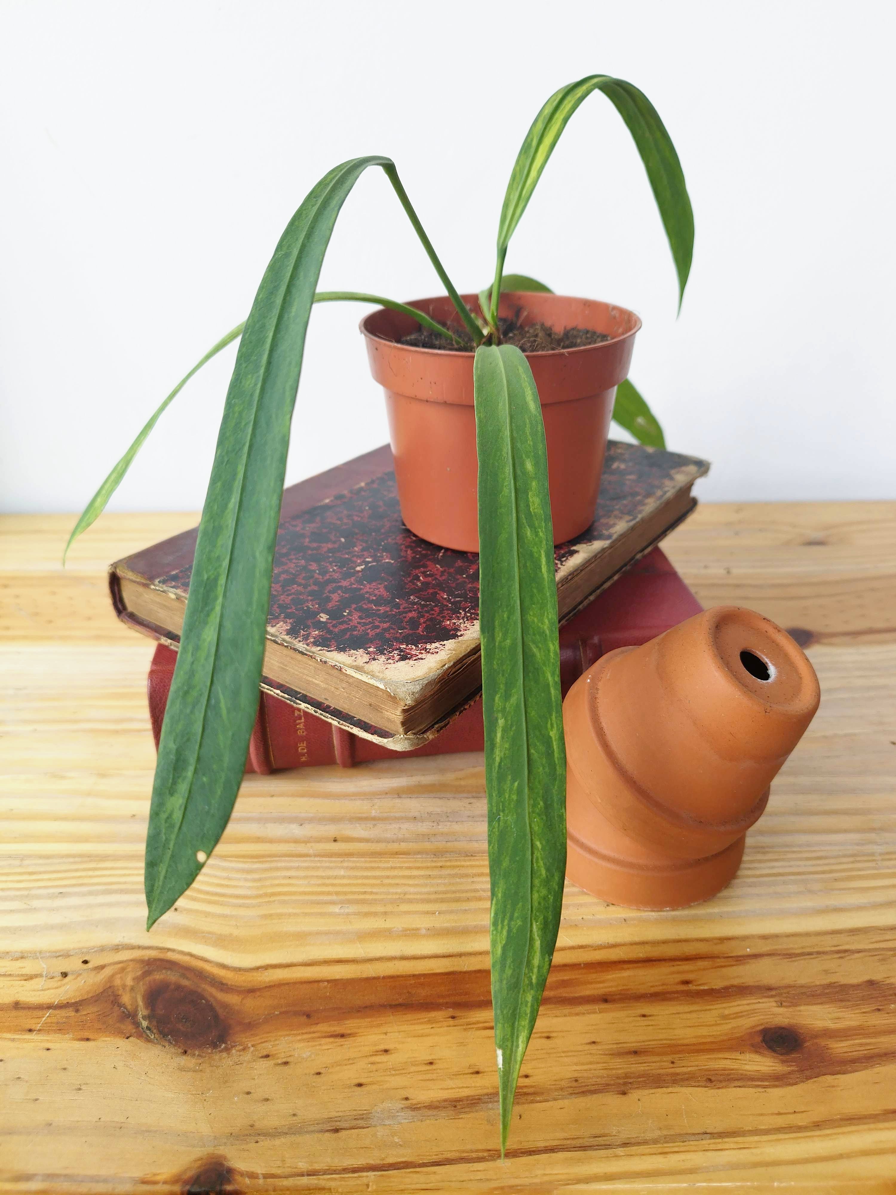 Anthurium vittariifolium 'Variegata'