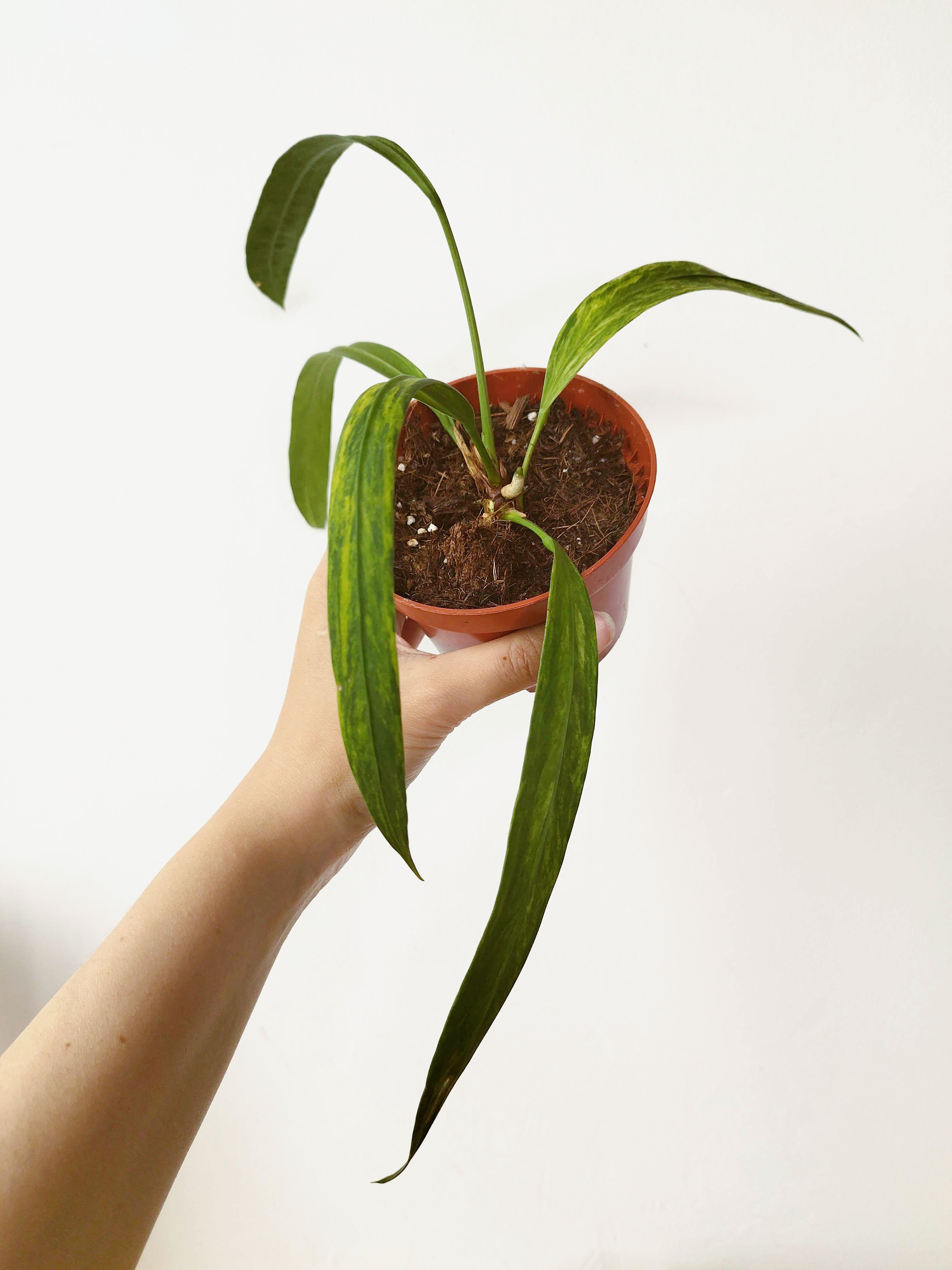 Anthurium vittariifolium 'Variegata'