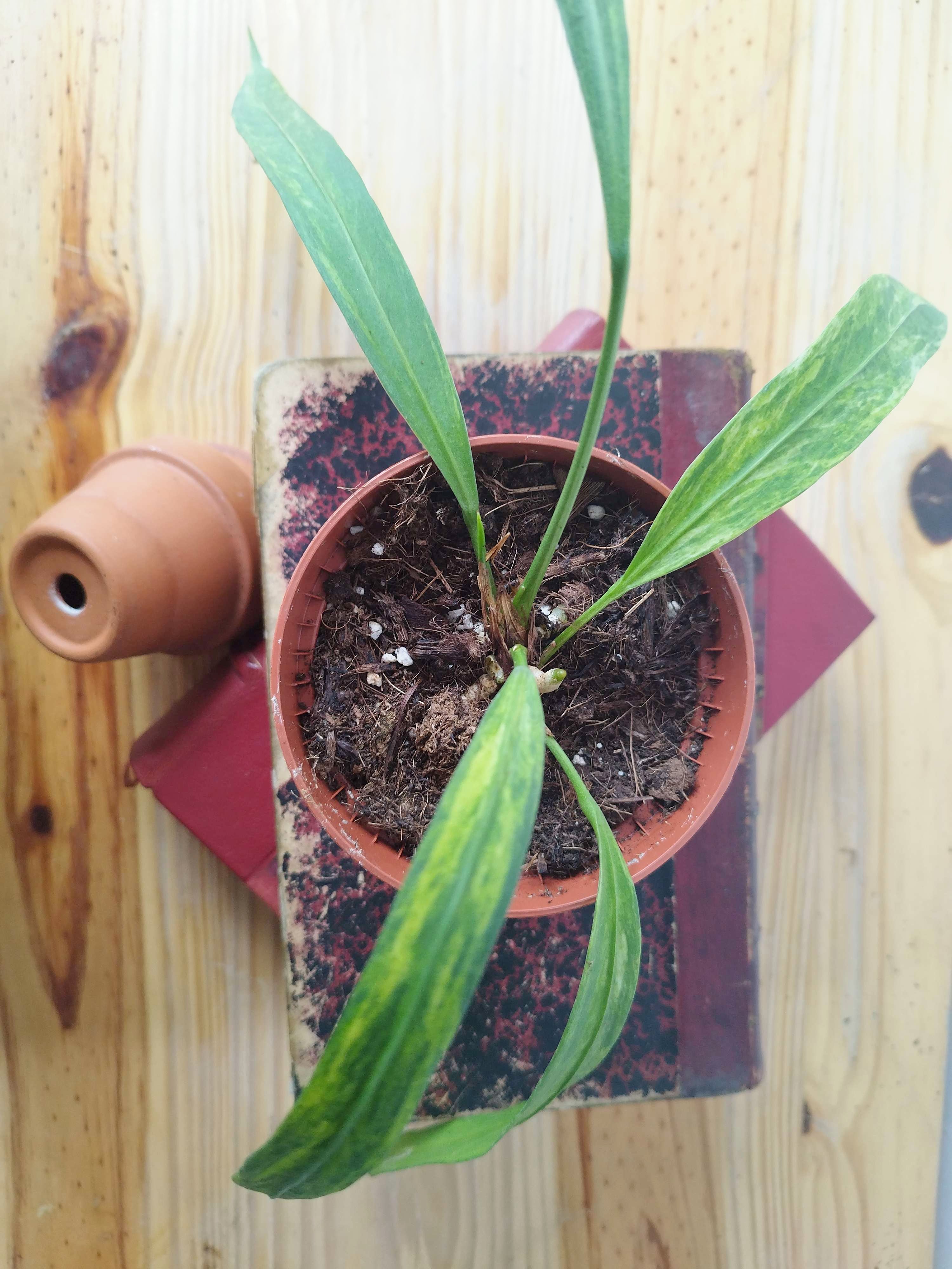 Anthurium vittariifolium 'Variegata'