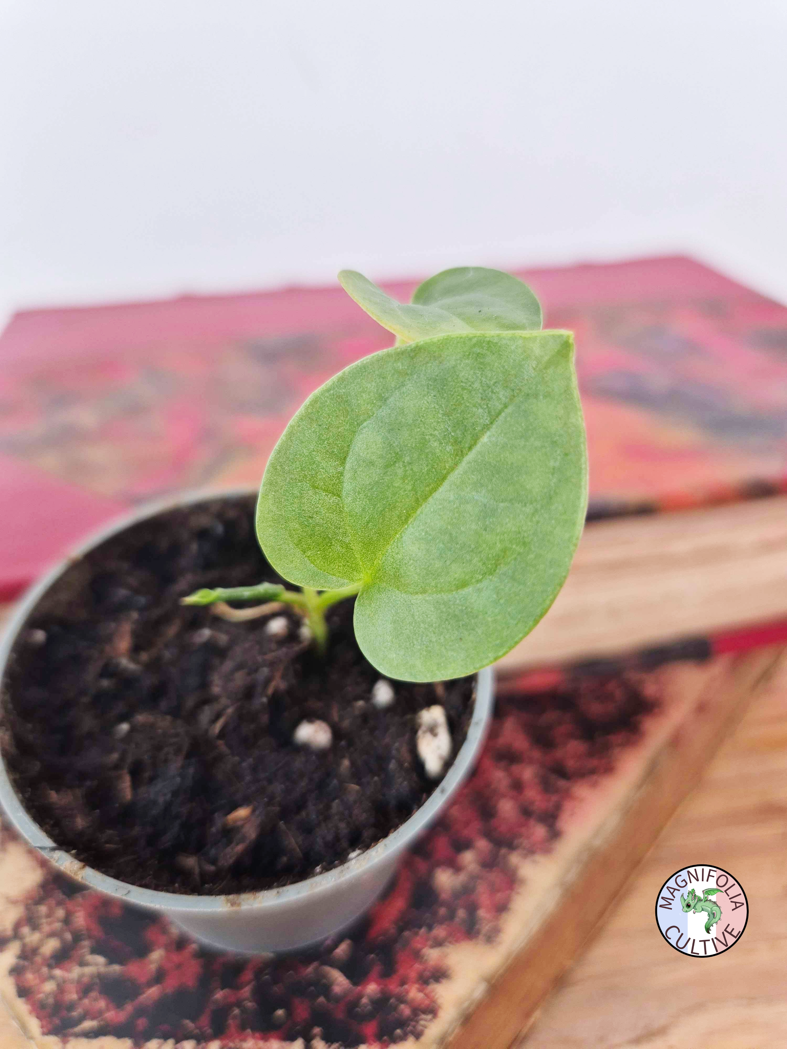 Anthurium papillilaminum x luxurians