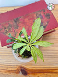 Anthurium polyschistum